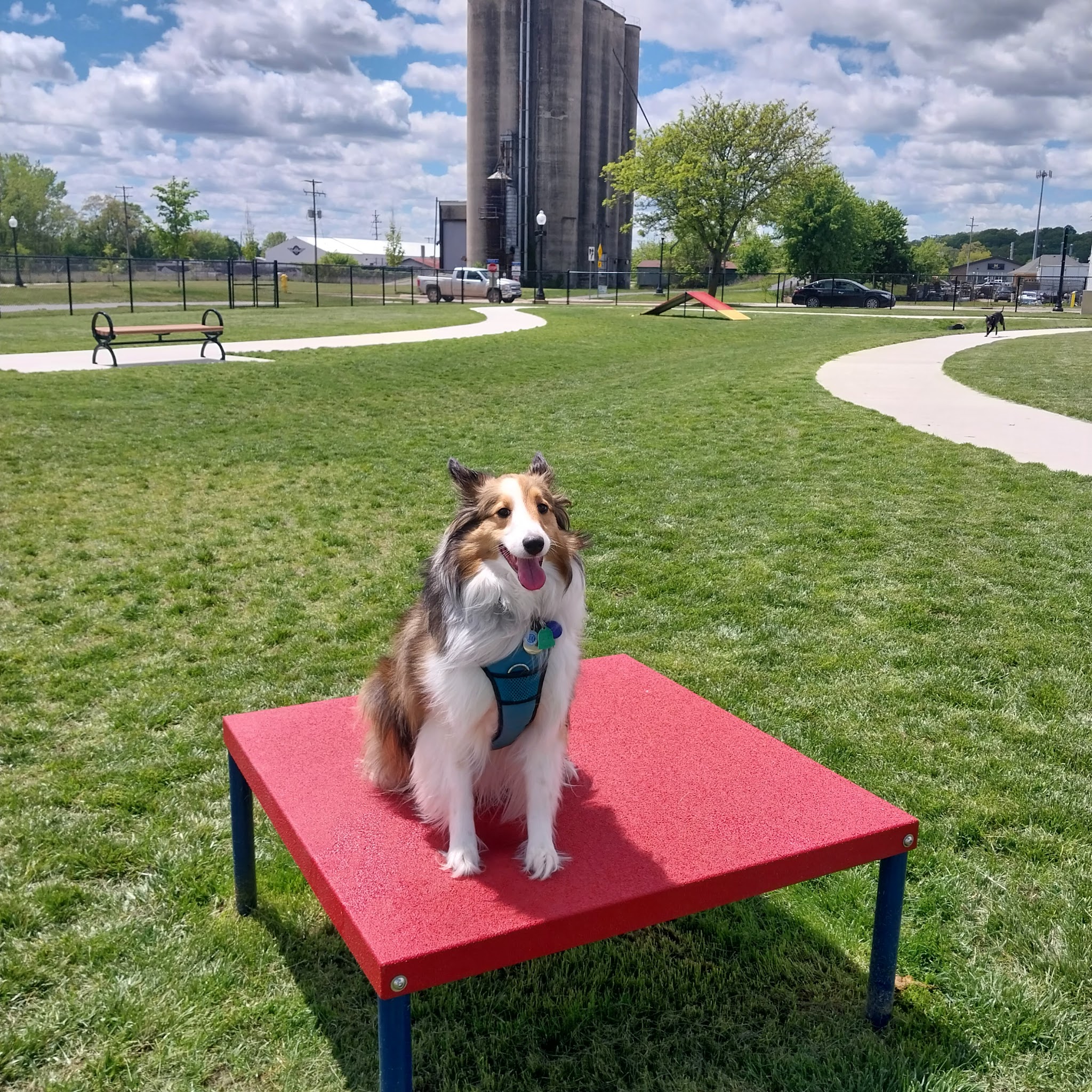Ionia County dog park - Ionia, MI