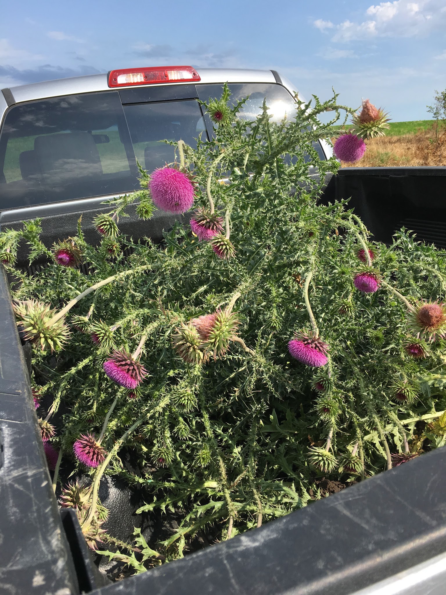 Peaceful Prairie - Iowa City, IA