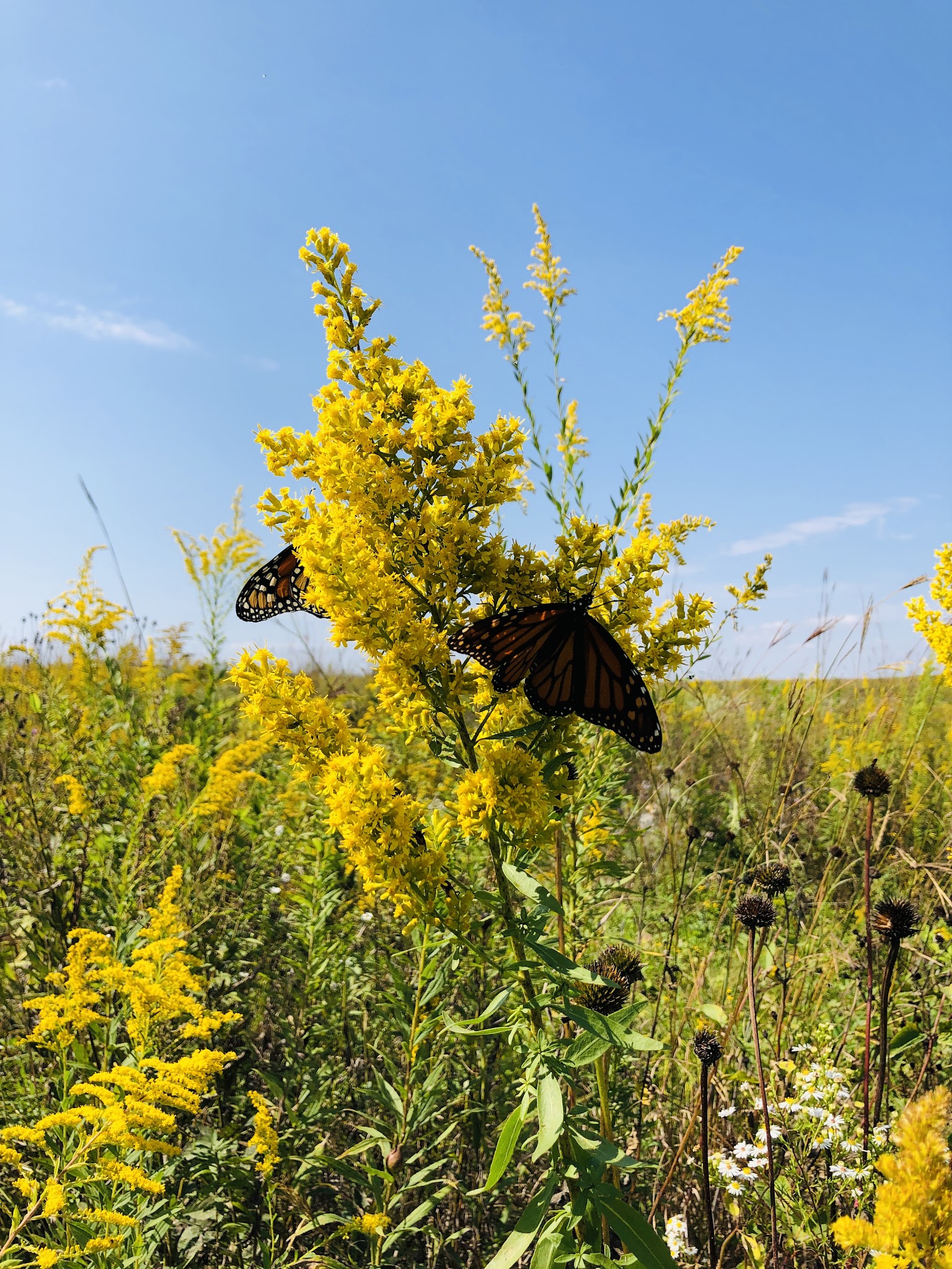 Peaceful Prairie - Iowa City, IA