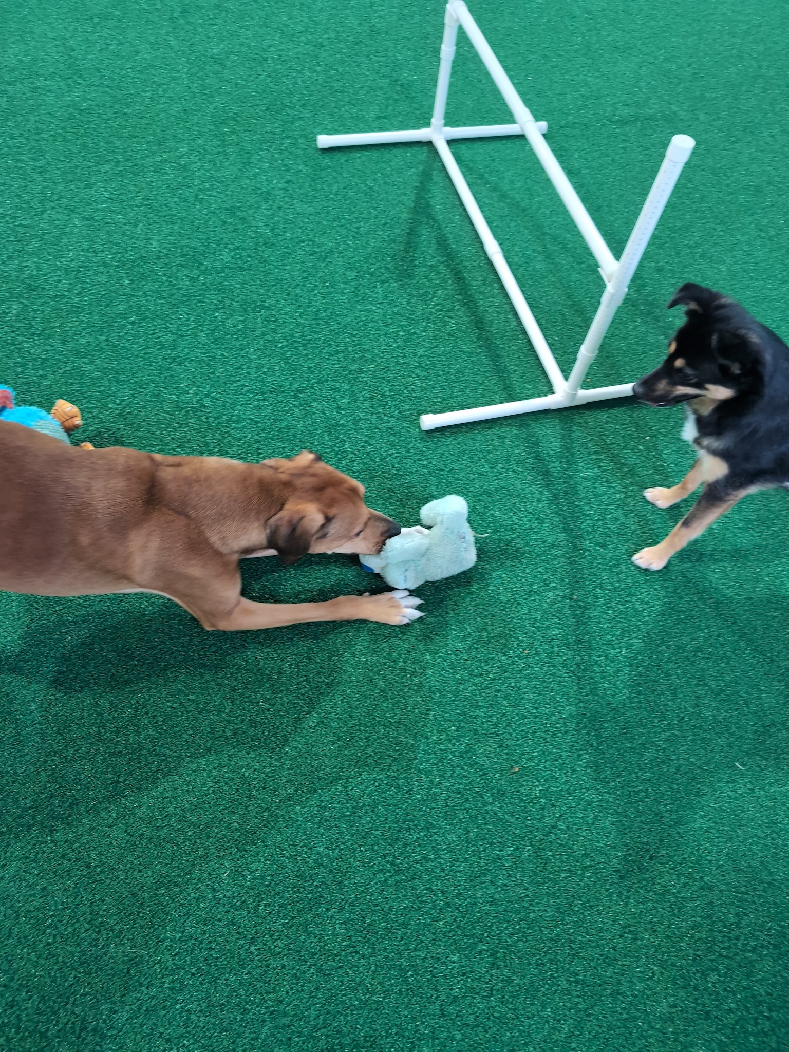 Pup-A-Rama Playhouse - Iowa City, IA