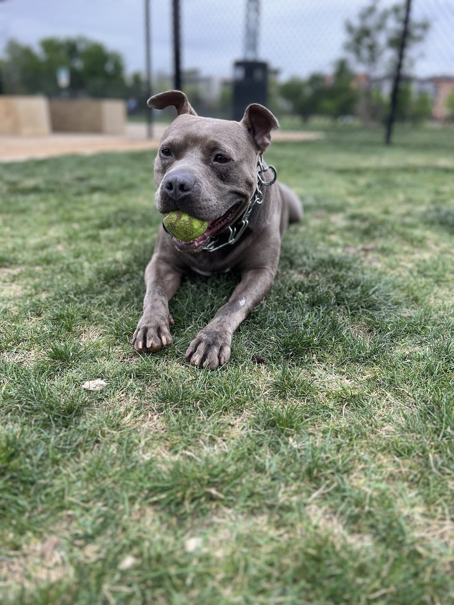 Paws Colinas Dog Park - Irving, TX