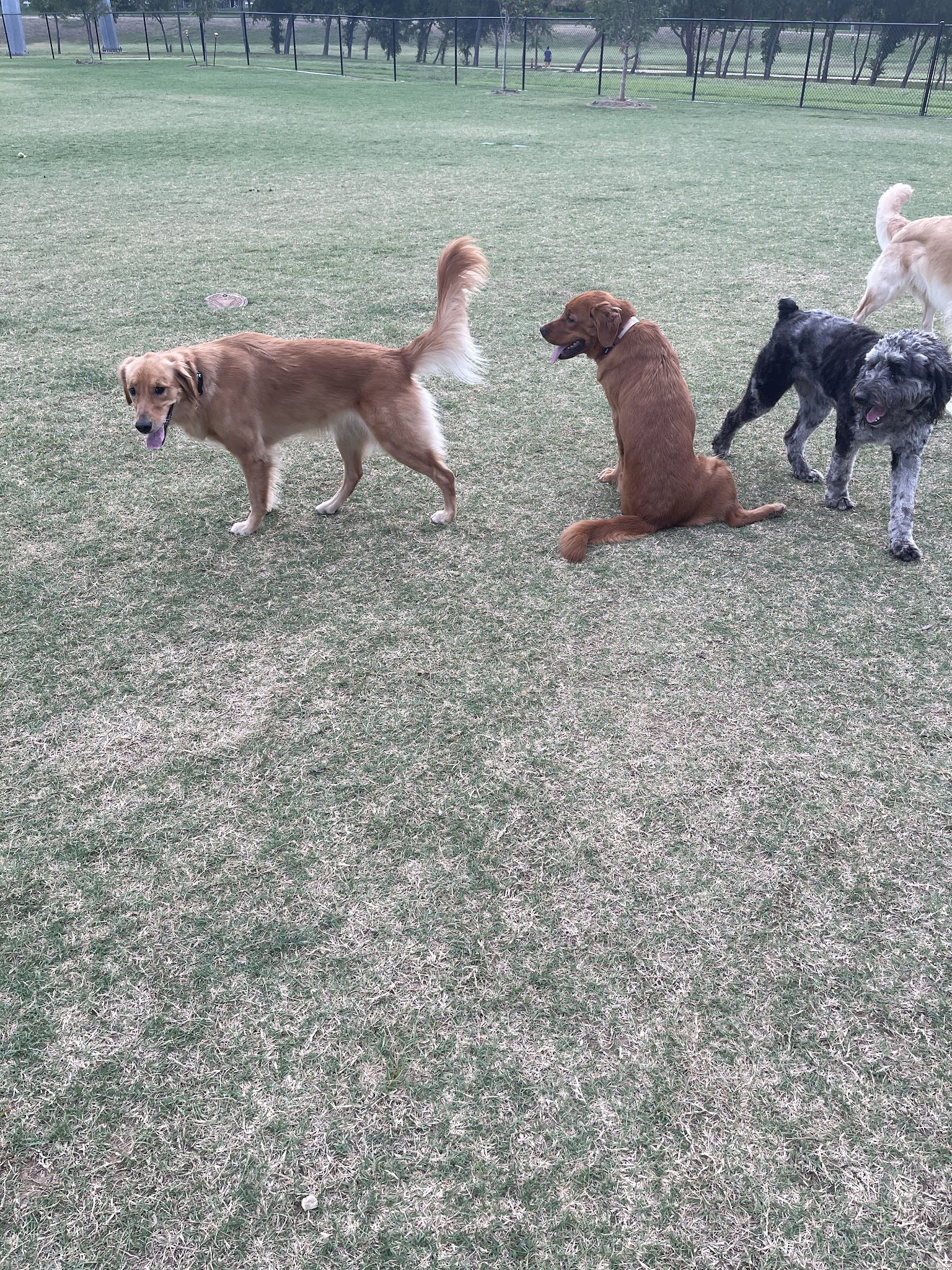 Paws Colinas Dog Park - Irving, TX