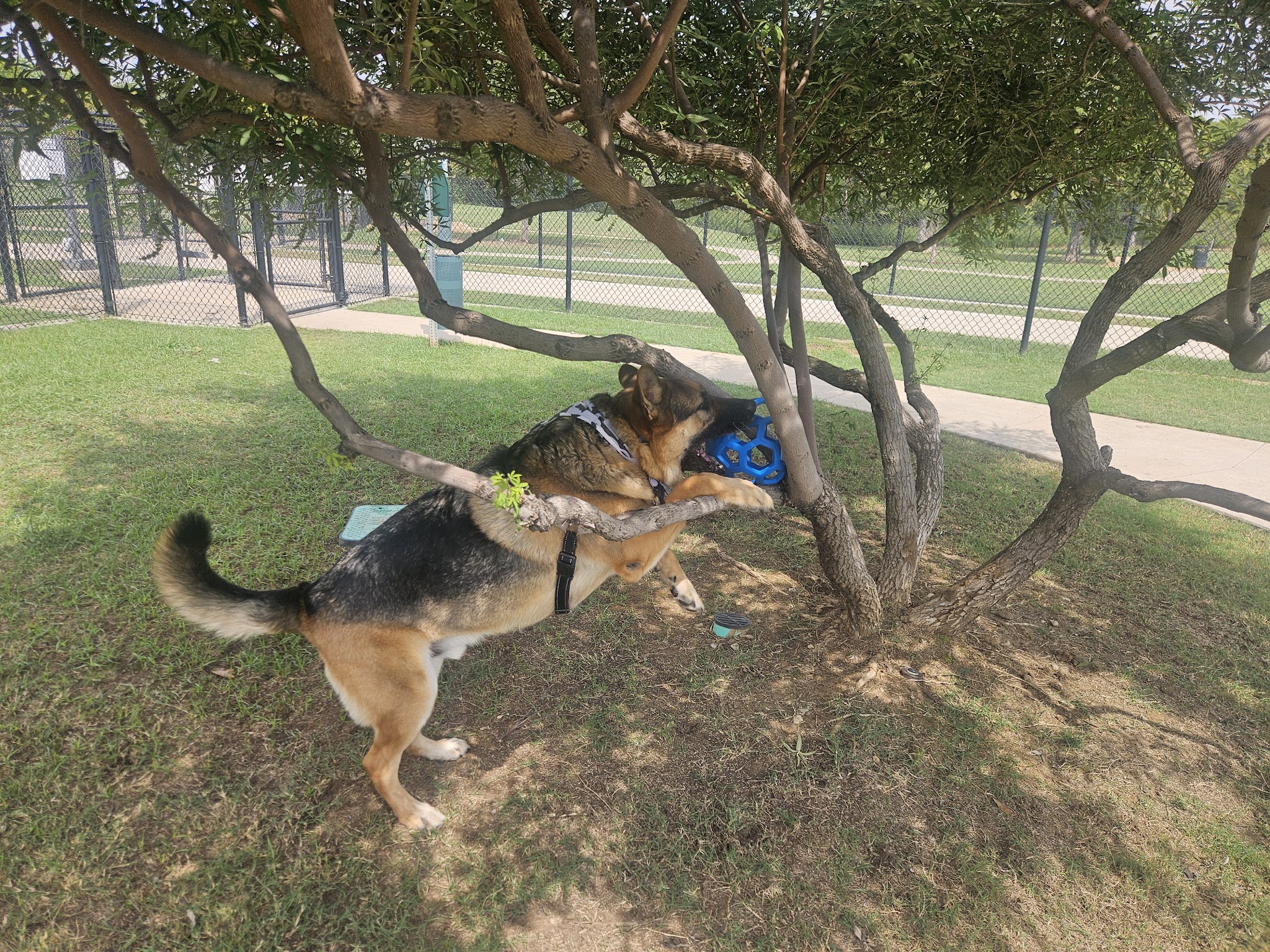 Paws Colinas Dog Park - Irving, TX
