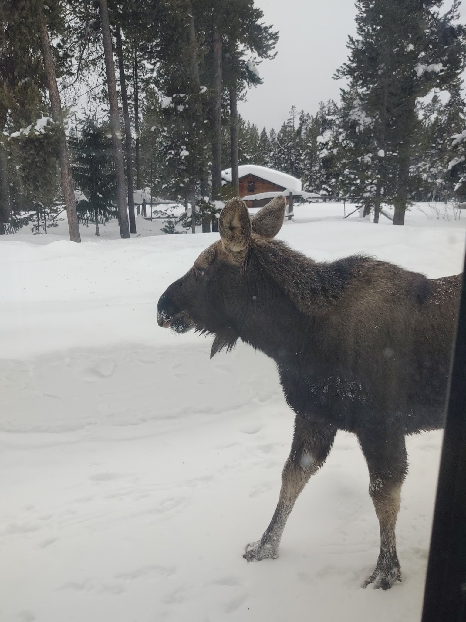 Moose View Lodge - Island Park, ID