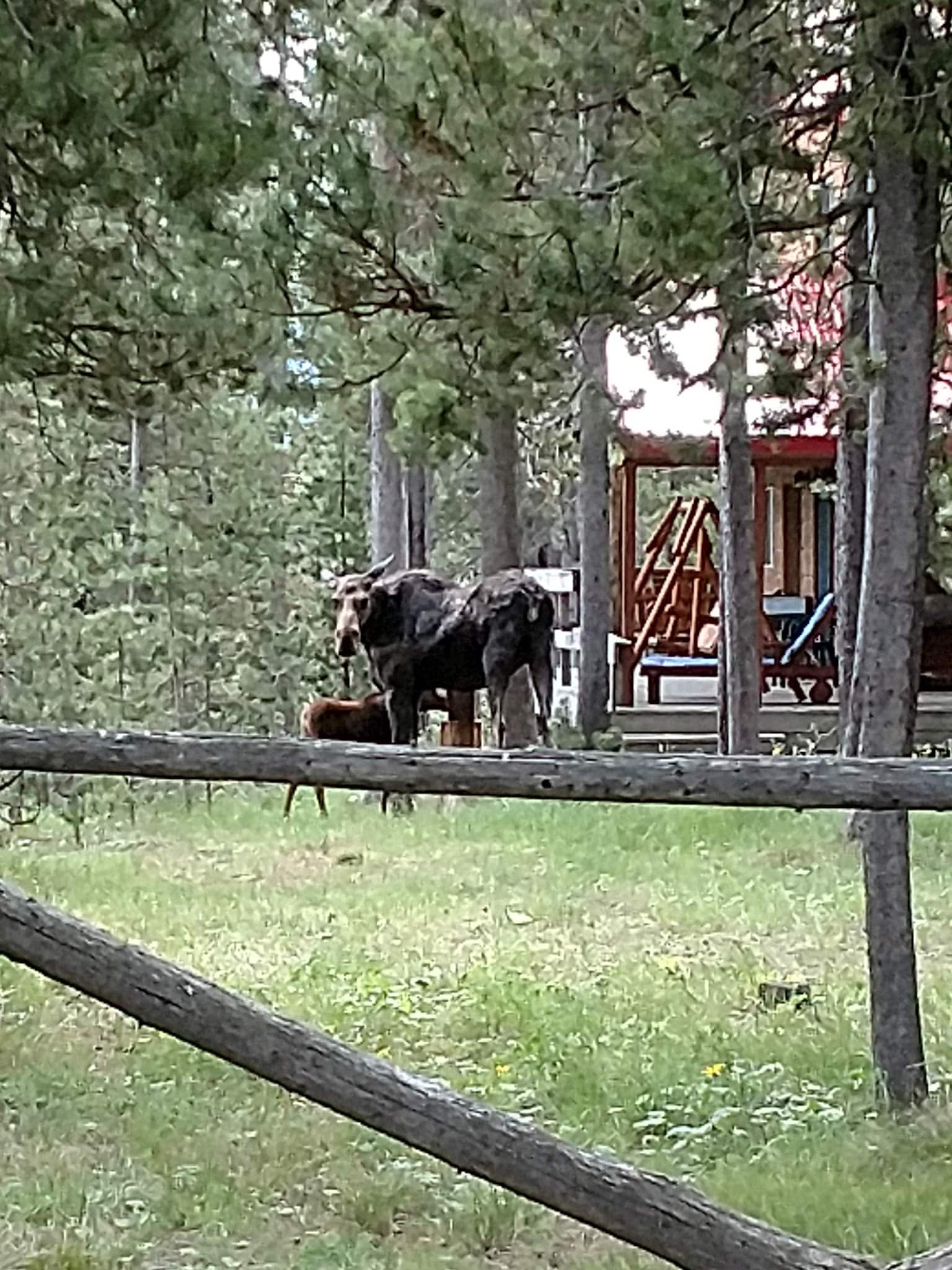 Moose View Lodge - Island Park, ID