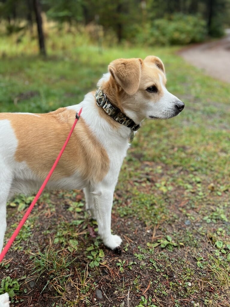 Spartacus Run Daycare (for dogs) - Island Park, ID