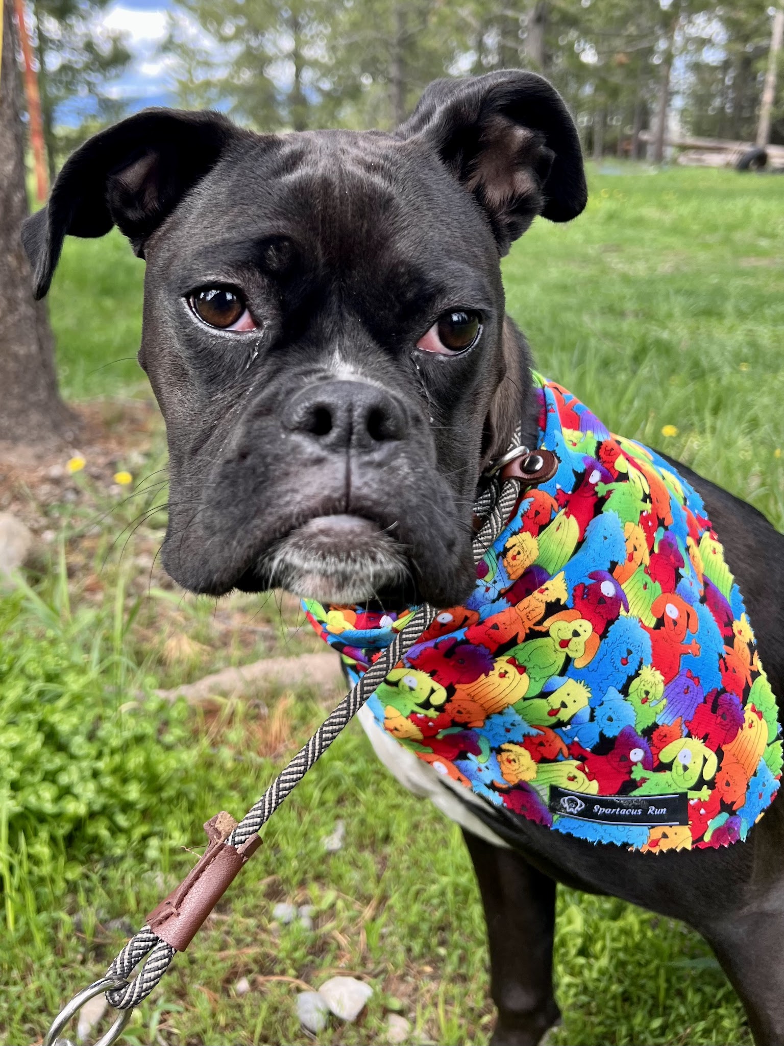 Spartacus Run Daycare (for dogs) - Island Park, ID