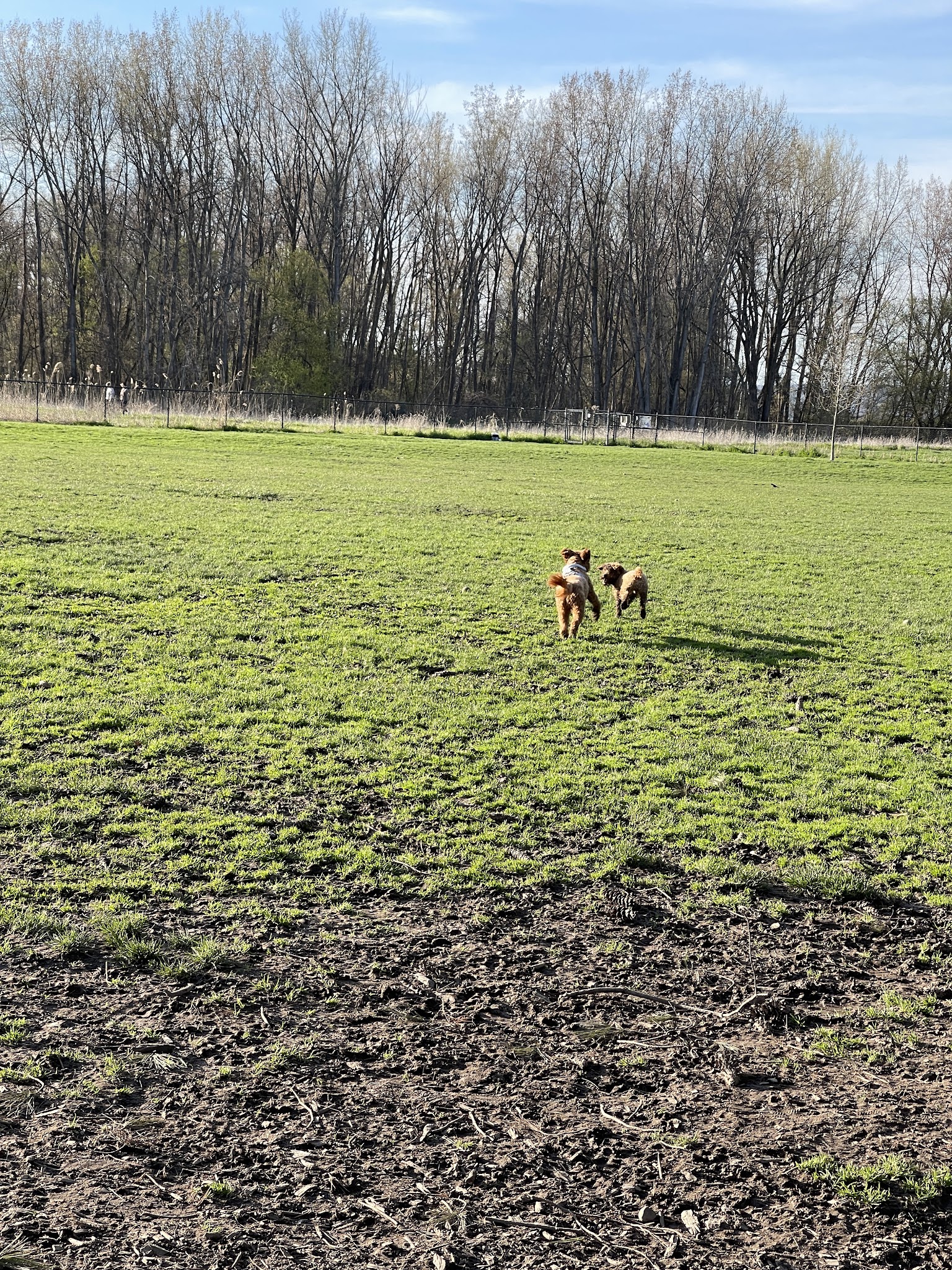 Ithaca Dog Park - Ithaca, NY