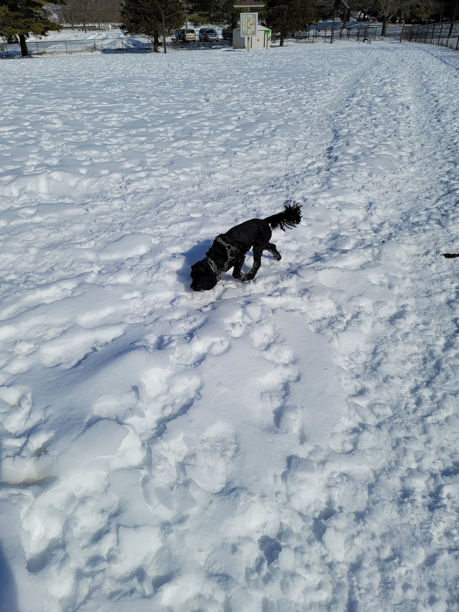 Ithaca Dog Park - Ithaca, NY