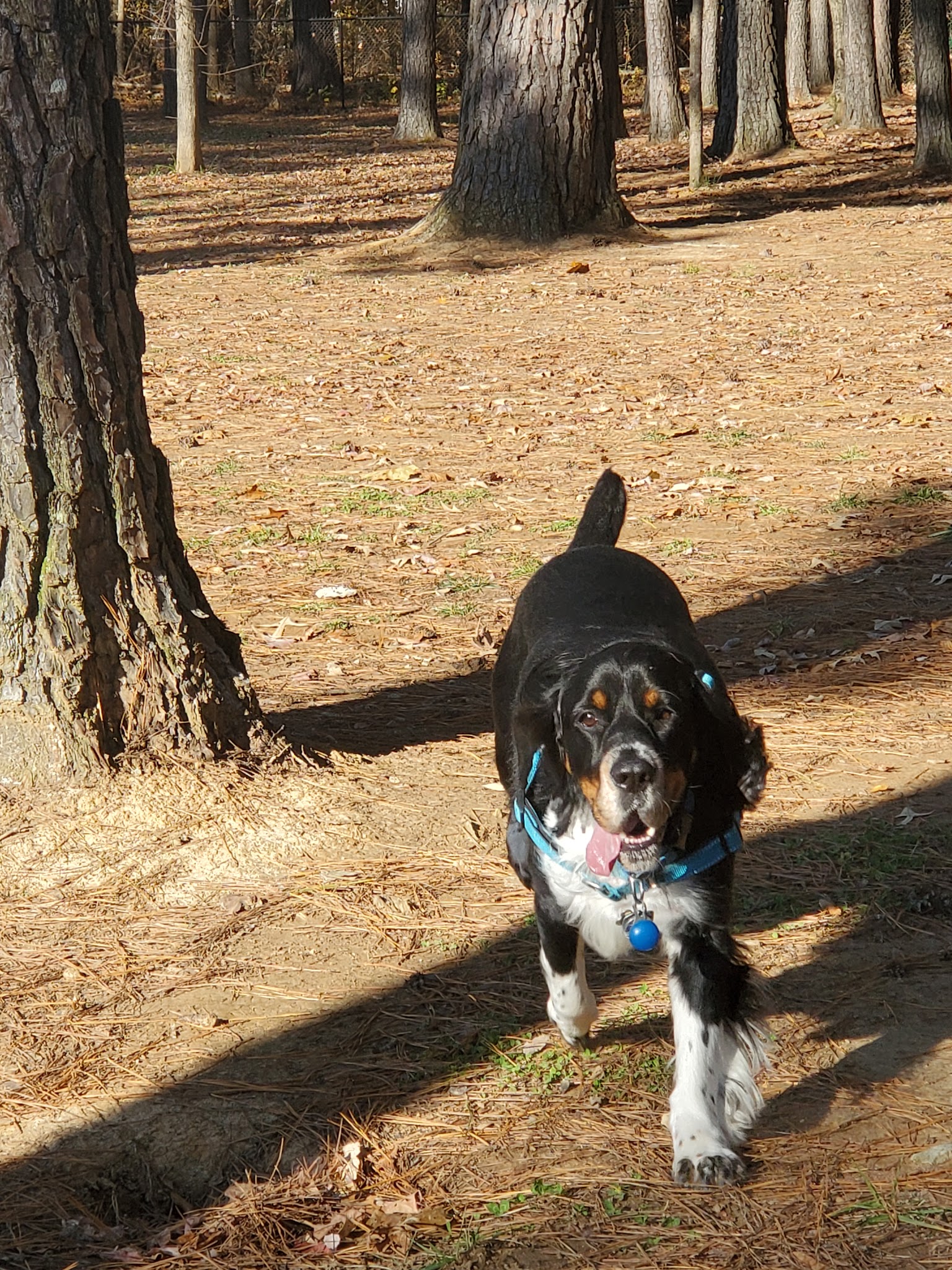 Dr. Vicki Schneider Lake Dog Park - Jackson, TN
