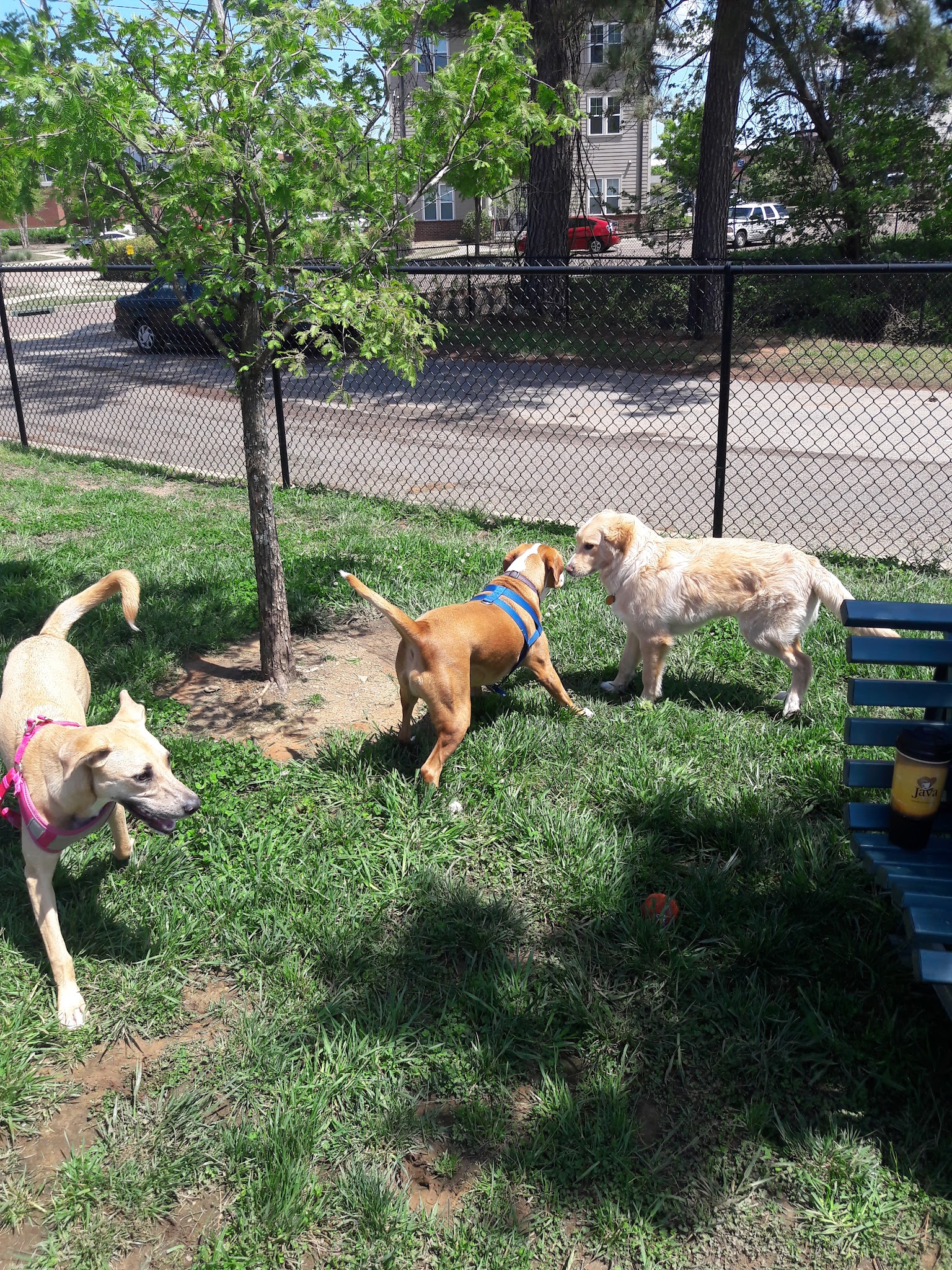 Jackson Downtown Dog Walk - Jackson, TN