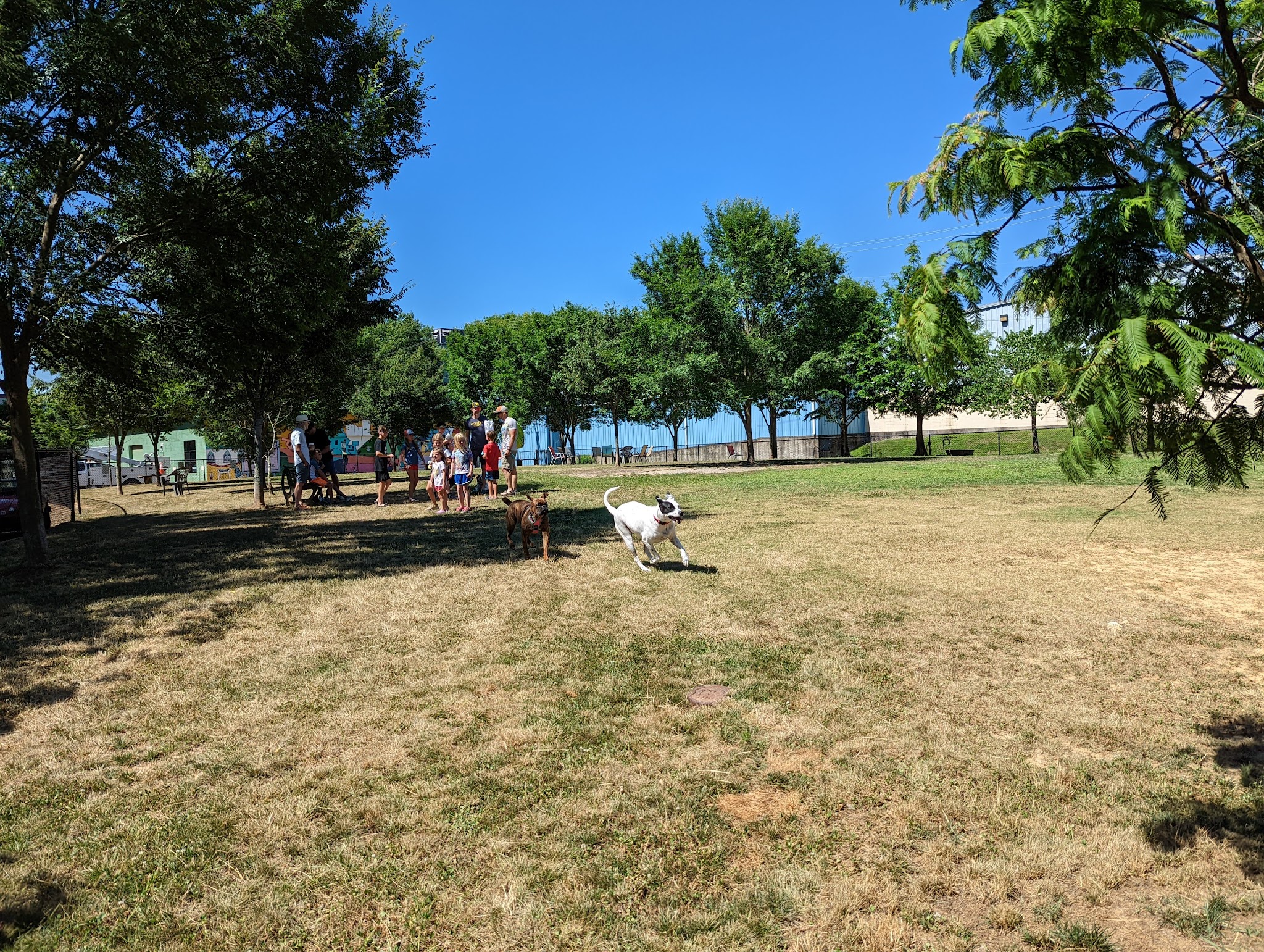 Jackson Downtown Dog Walk - Jackson, TN