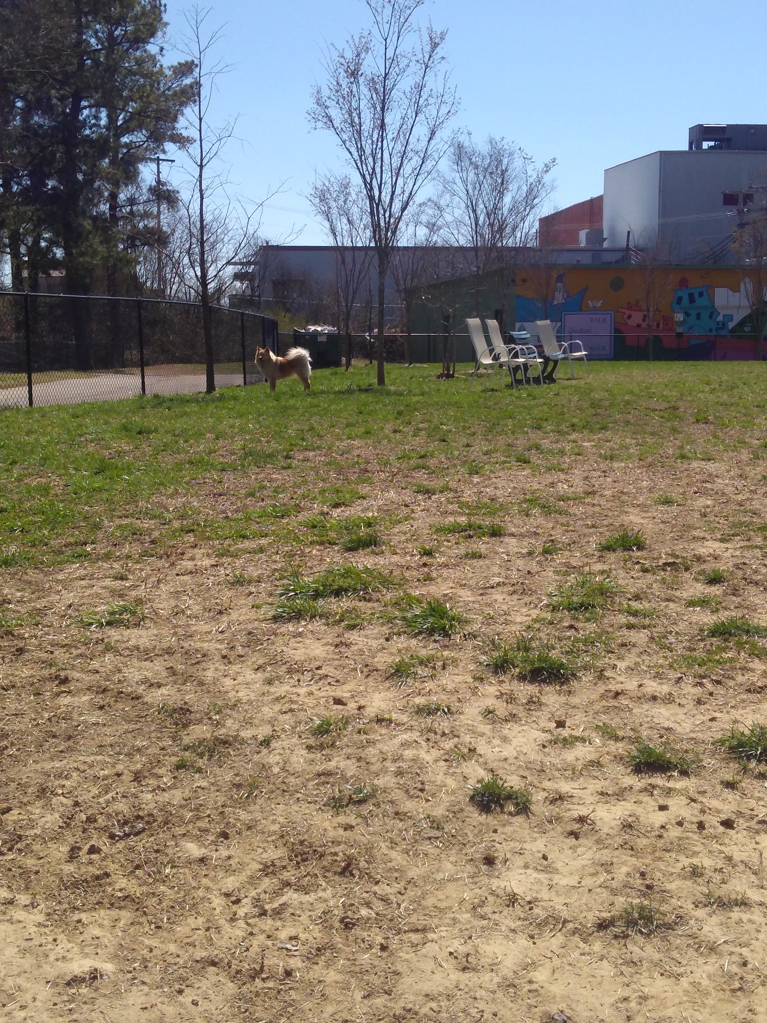 Jackson Downtown Dog Walk - Jackson, TN