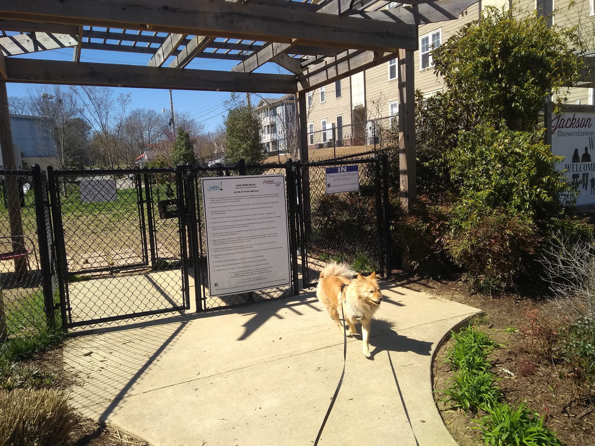 Jackson Downtown Dog Walk - Jackson, TN