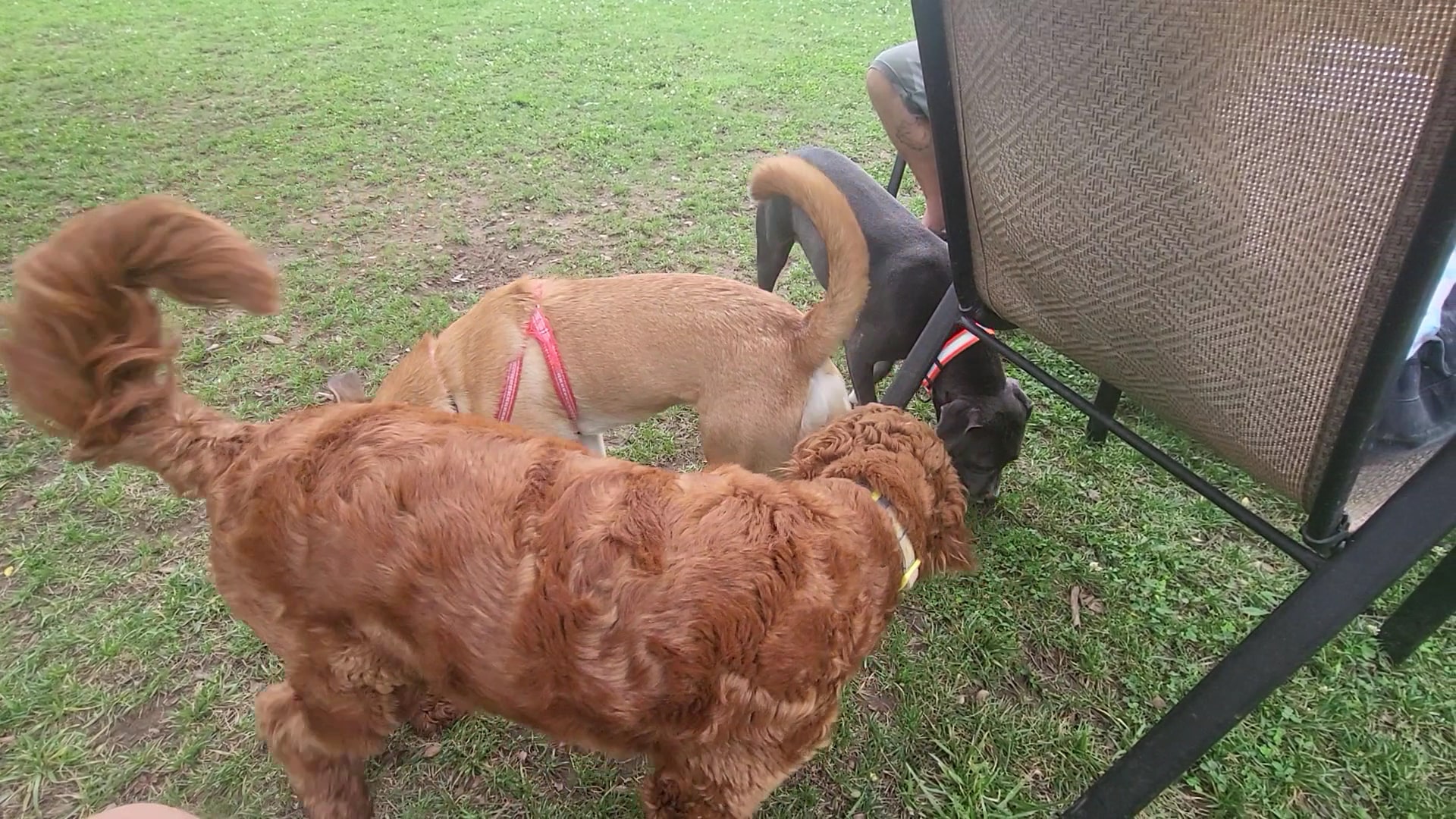 Jackson Downtown Dog Walk - Jackson, TN