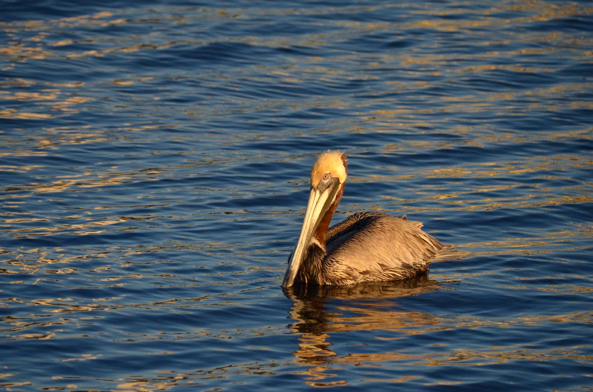 Rotary Park - Jacksonville Beach, FL