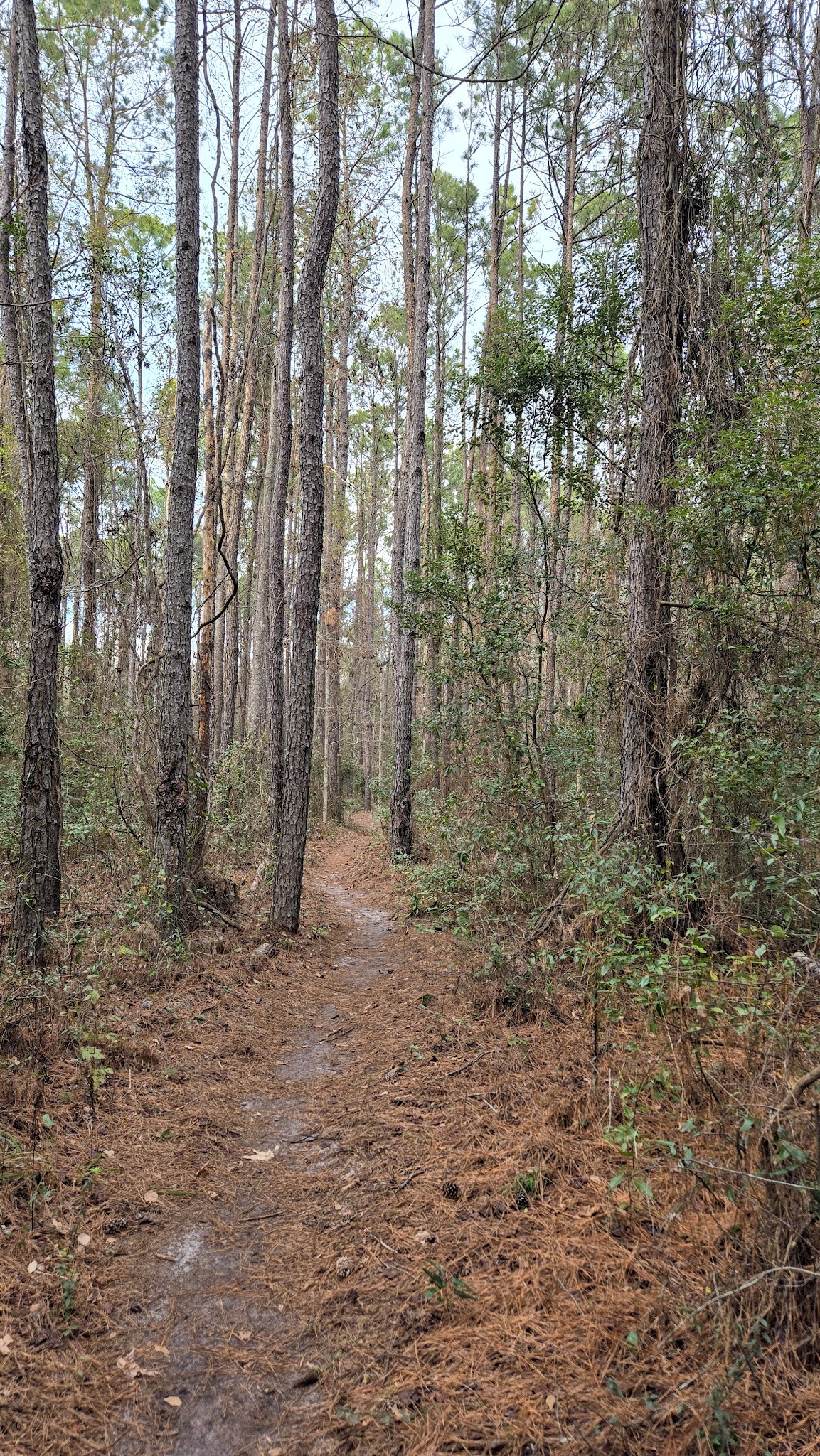 Bulls Bay Preserve - Jacksonville, FL
