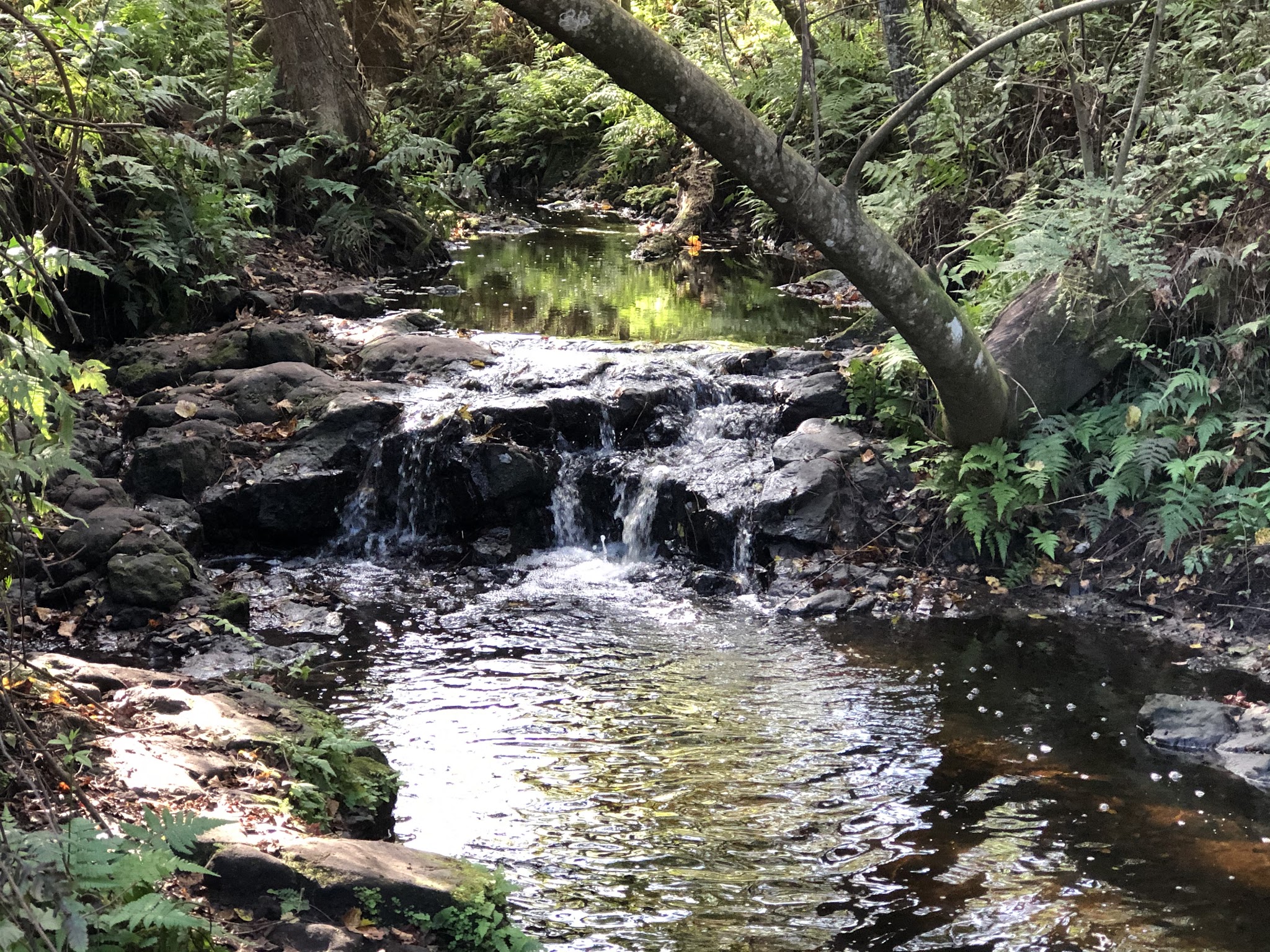 Bulls Bay Preserve - Jacksonville, FL