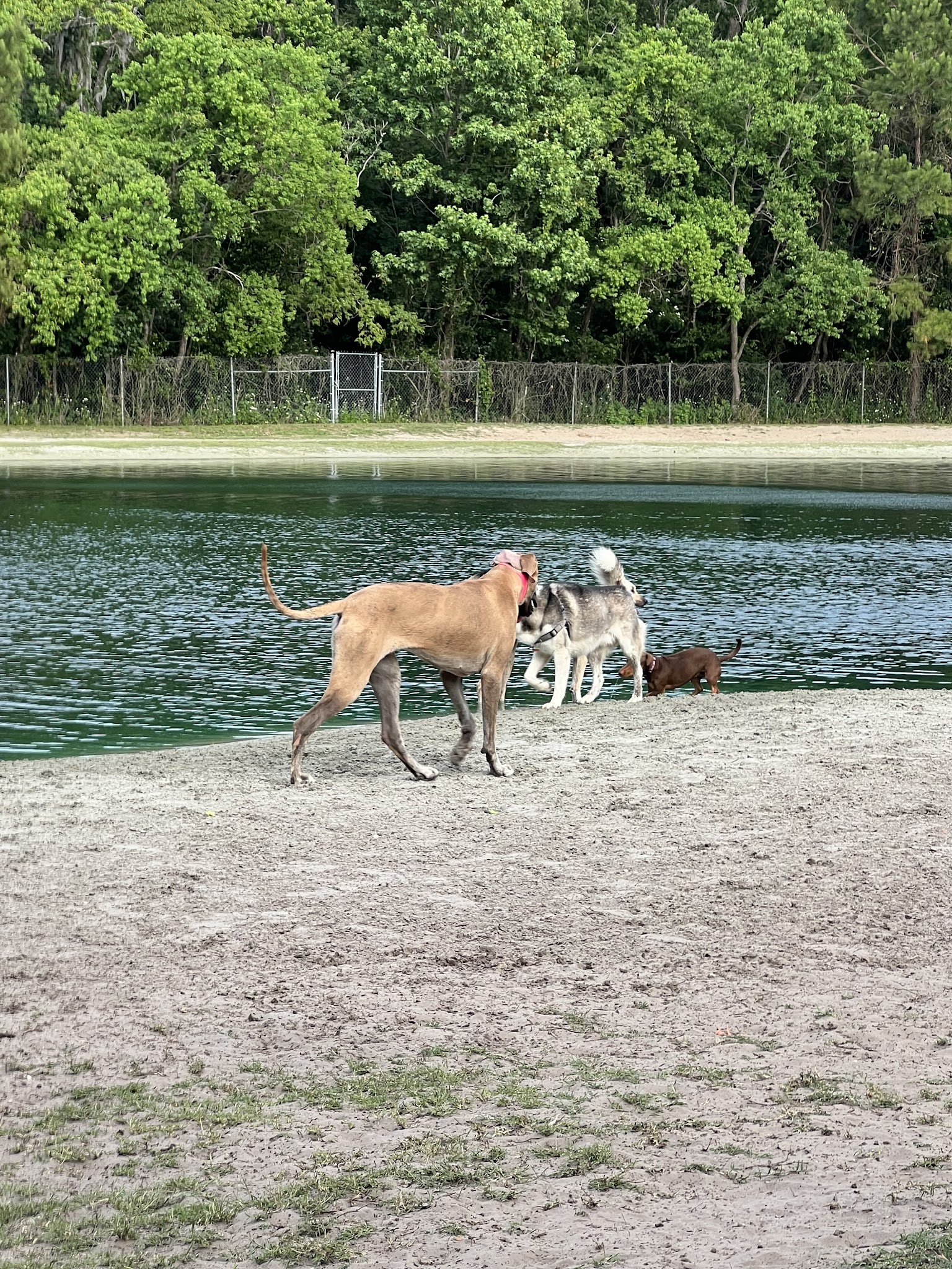 Dog Wood Park of Jacksonville - Jacksonville, FL