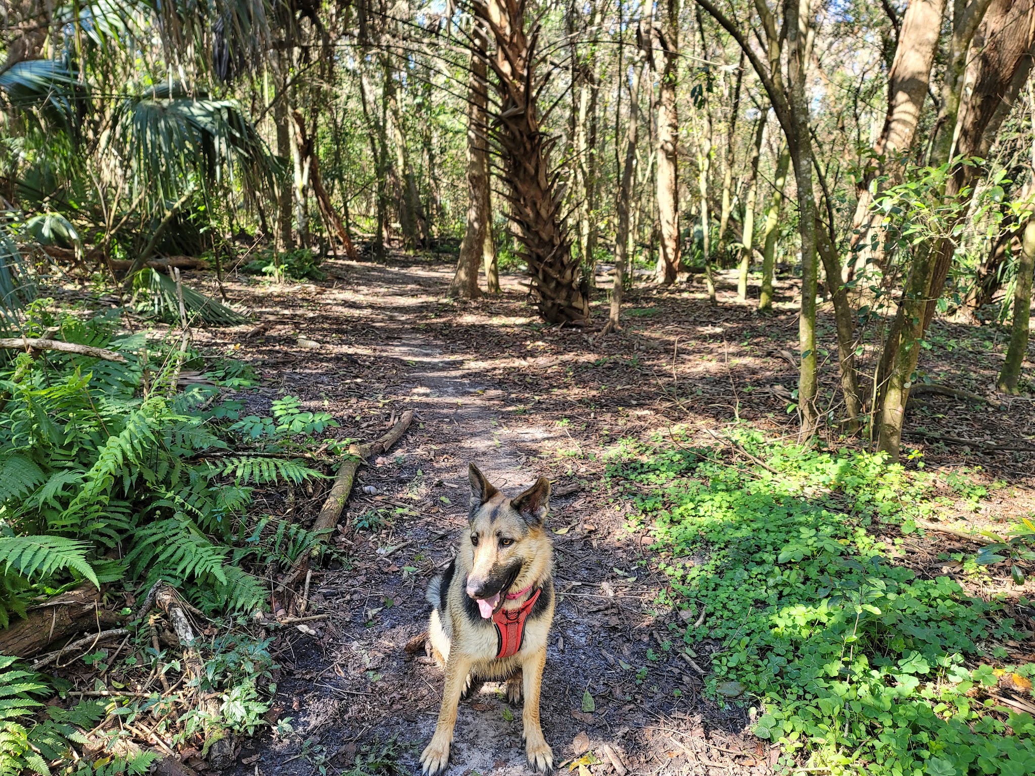 Dog Wood Park of Jacksonville - Jacksonville, FL