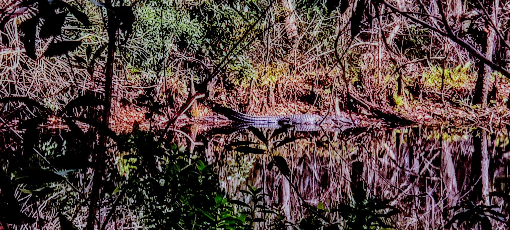 South Mandarin Library Park (not off leash dog park) - Jacksonville, FL