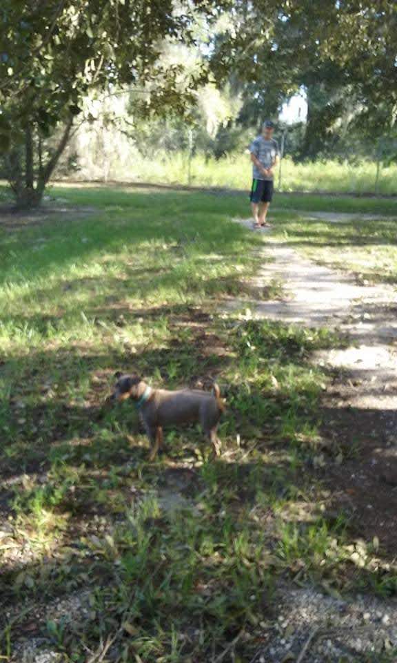 South Mandarin Library Park (not off leash dog park) - Jacksonville, FL