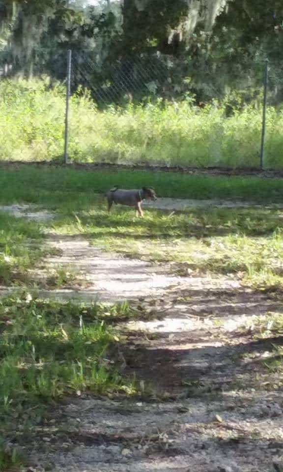 South Mandarin Library Park (not off leash dog park) - Jacksonville, FL