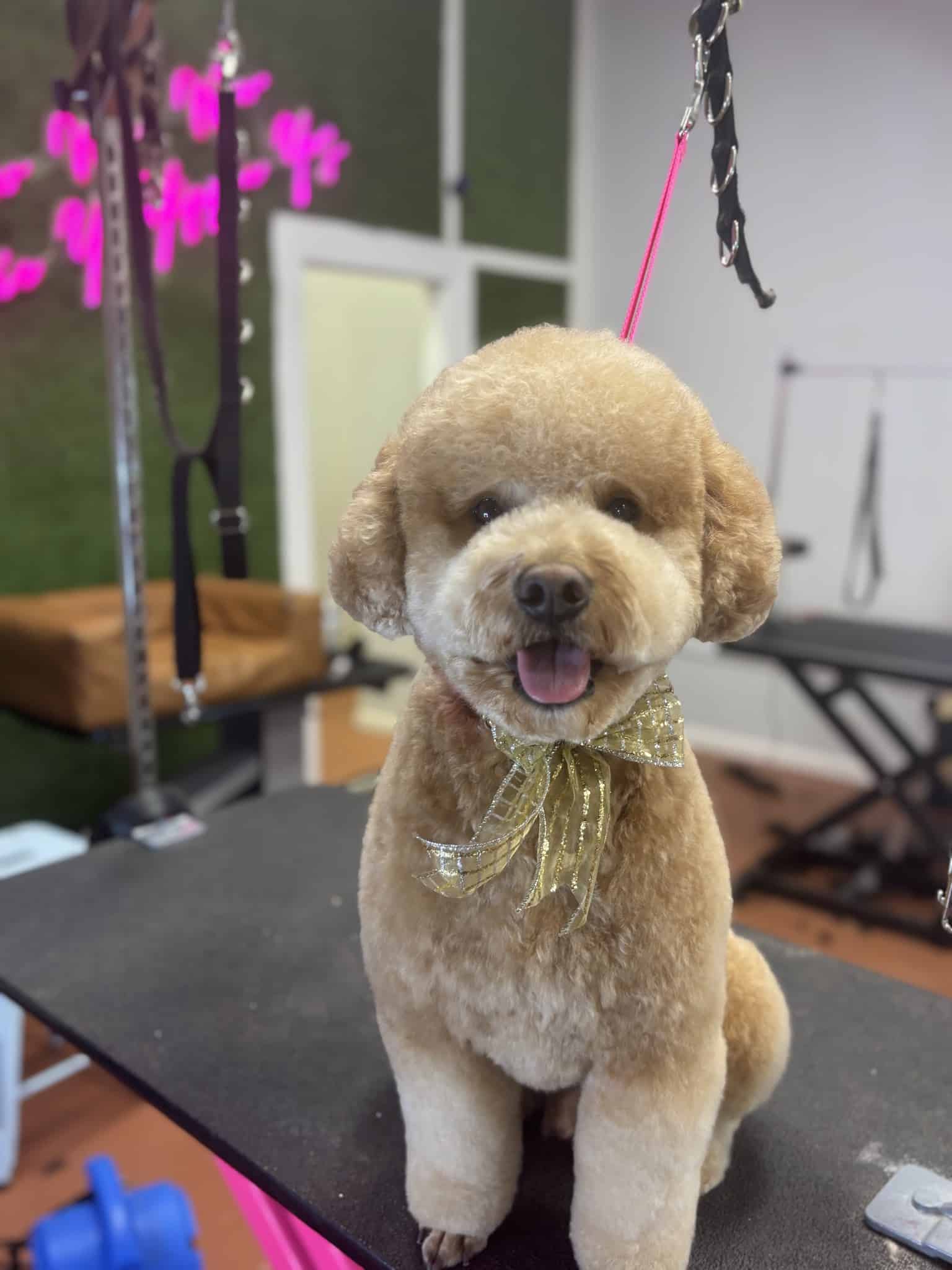 The Dog Spa in Tapestry Park - Jacksonville, FL