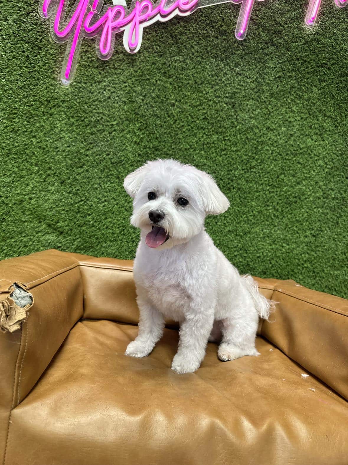 The Dog Spa in Tapestry Park - Jacksonville, FL