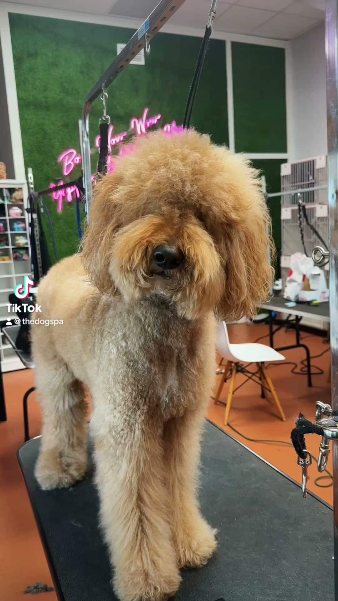 The Dog Spa in Tapestry Park - Jacksonville, FL