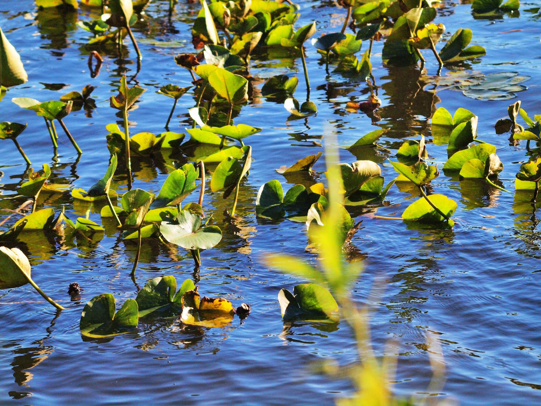 Thompson Park Monroe - Jamesburg, NJ