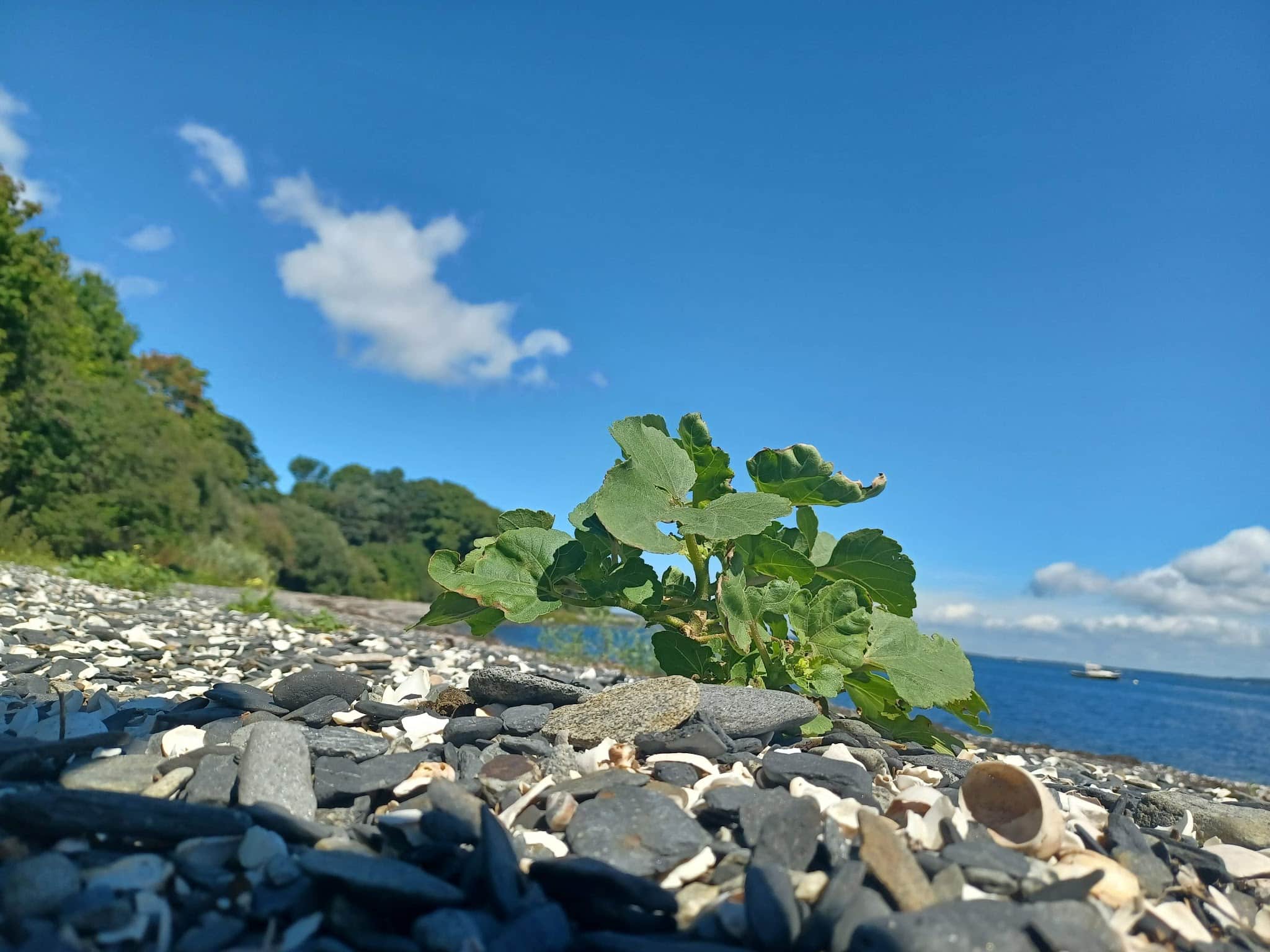 Park Dock Waterfront Public Access Point - Jamestown, RI