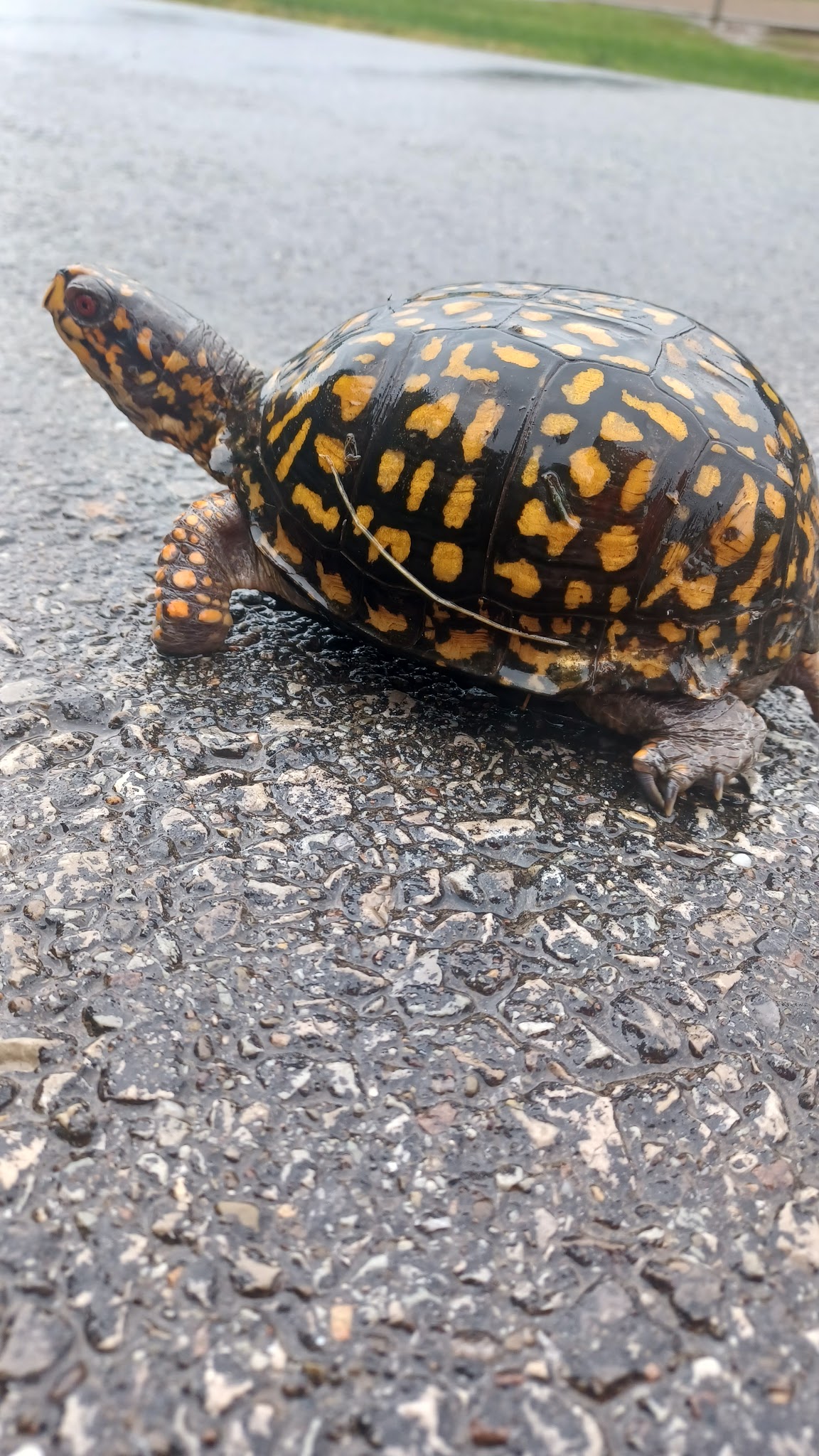 Beedle Park - Jefferson Hills, PA