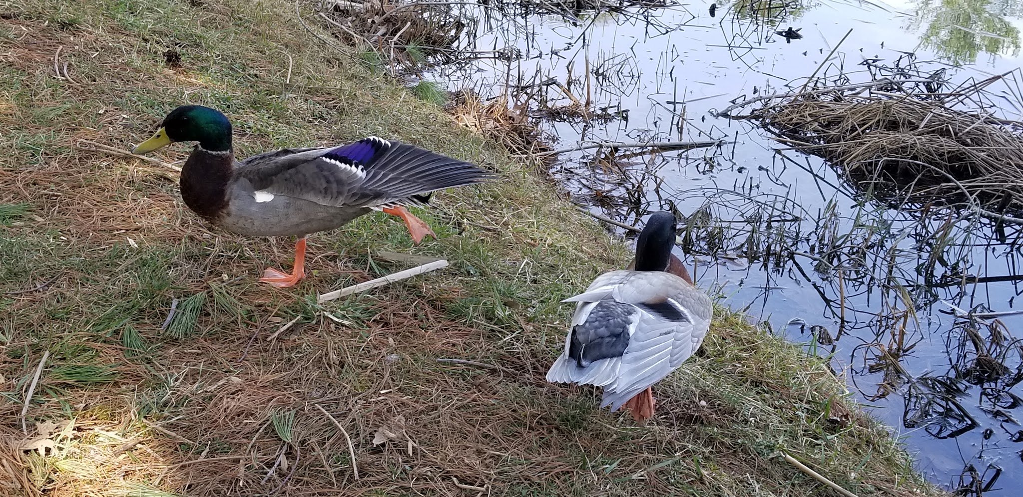 Ashe County Park Russ Blevins Shelter - Jefferson, NC