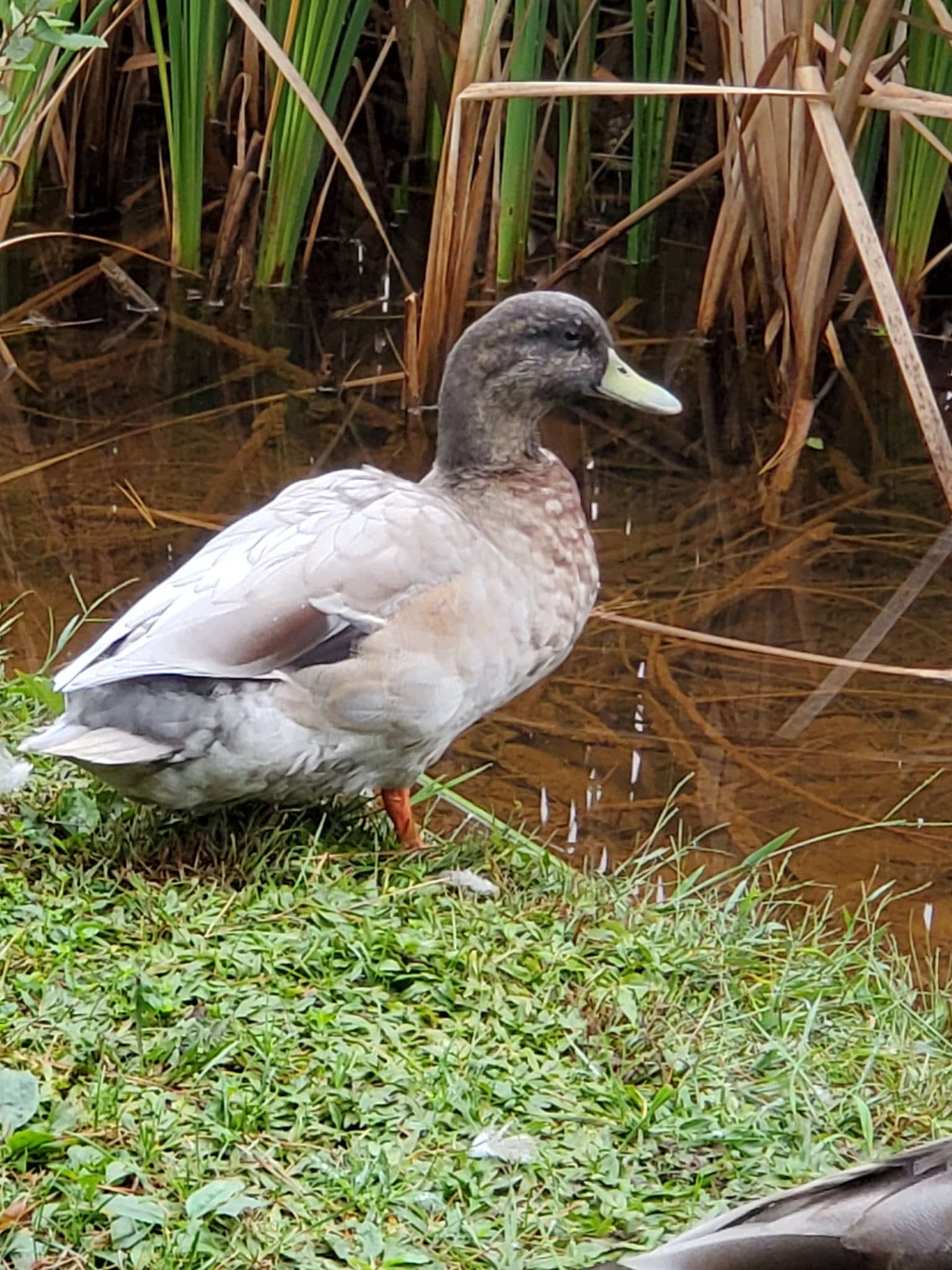 Ashe County Park Russ Blevins Shelter - Jefferson, NC