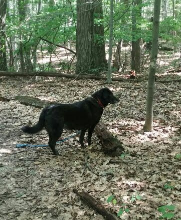 Jefferson Dog Park - Jefferson, OH