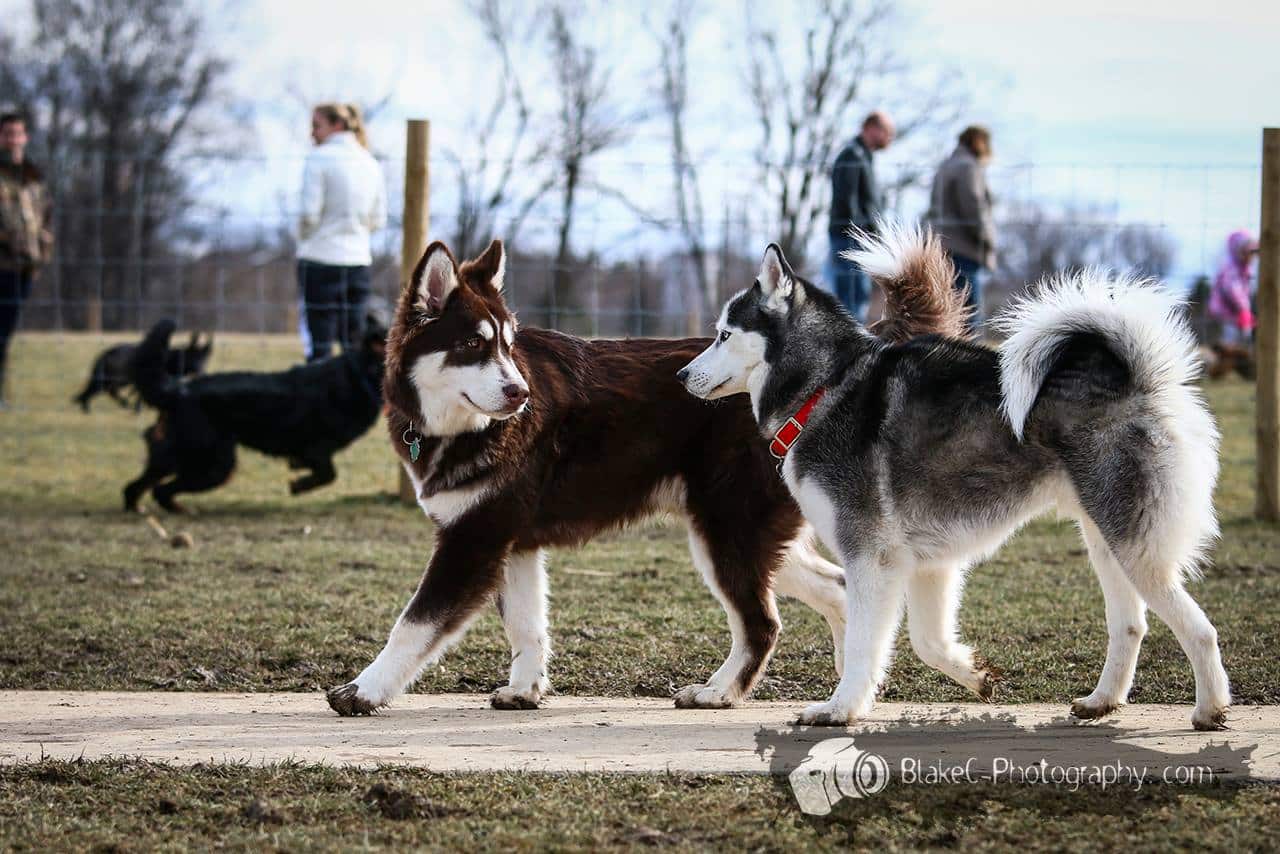 Grand Ravines Dog Park - Jenison, MI