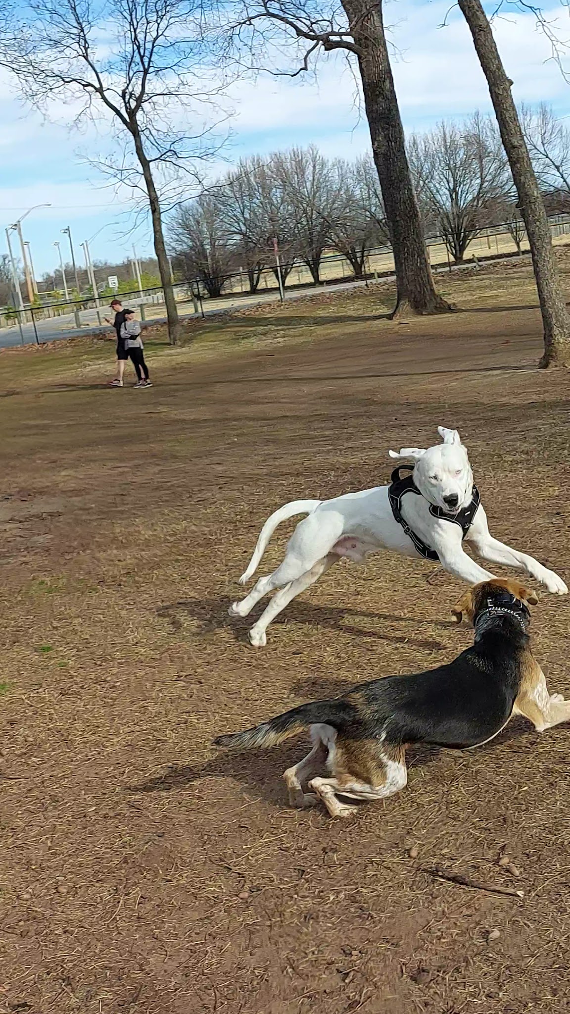 Bark West Dog Park - Jenks, OK