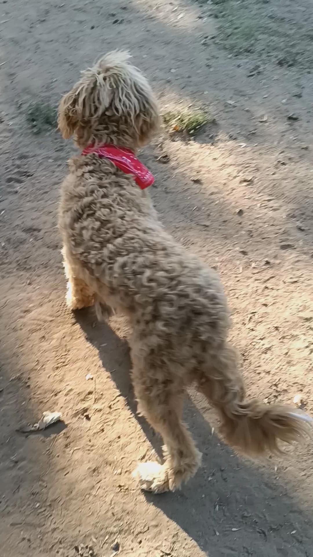 Bark West Dog Park - Jenks, OK
