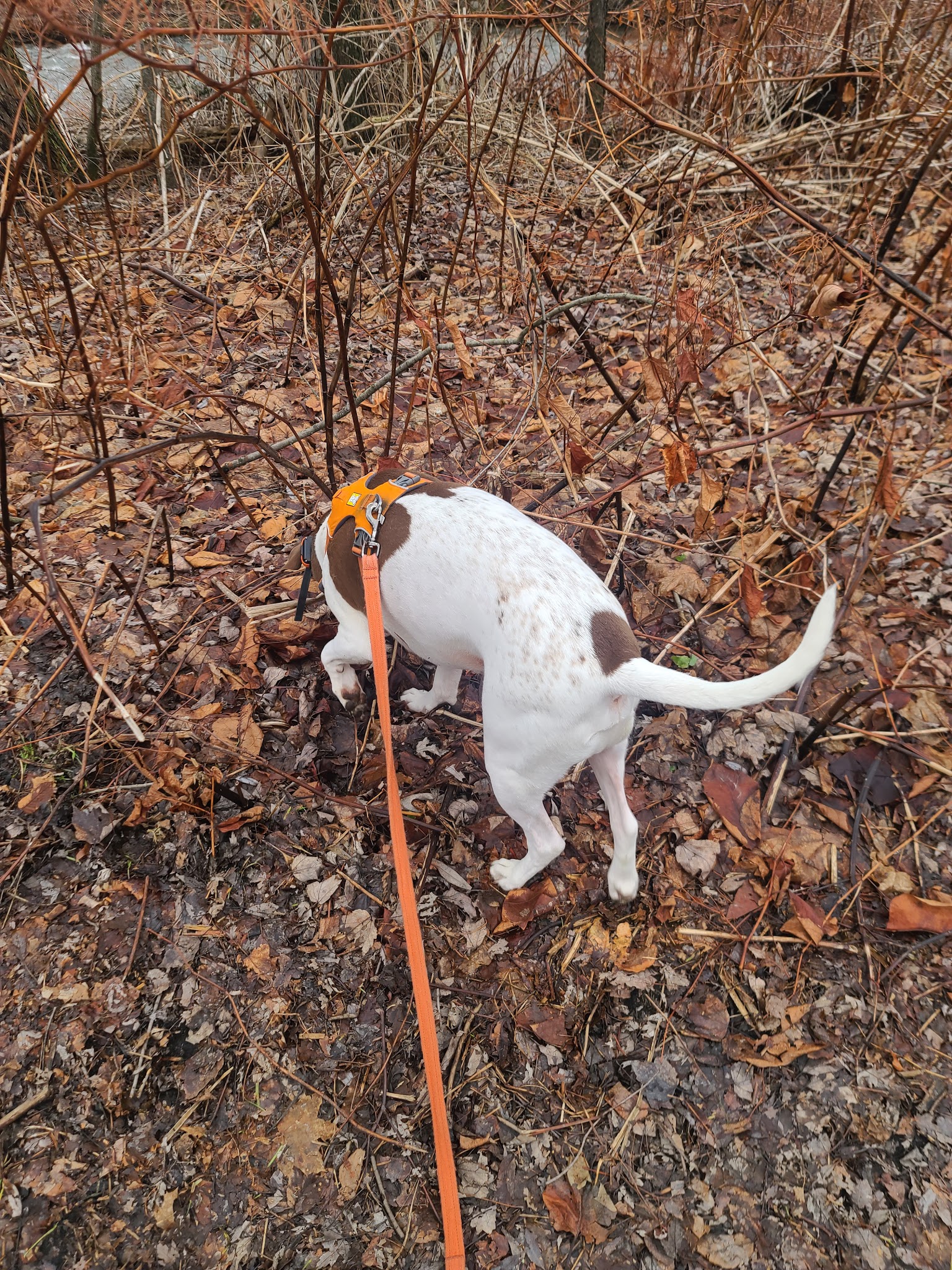 Lackawanna River Heritage Trail - Delaware Street Trailhead - Jermyn, PA