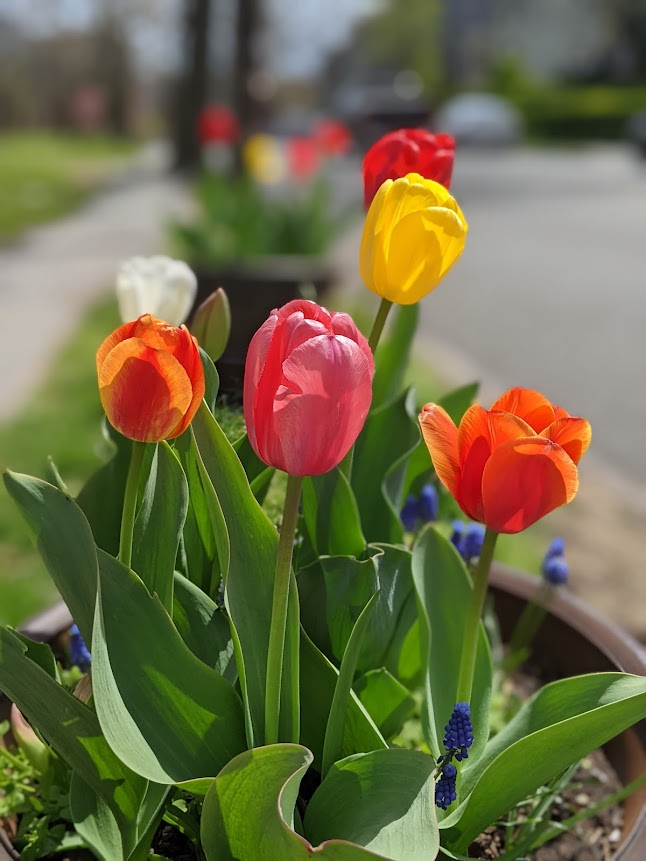 Bergen Hill Park - Jersey City, NJ