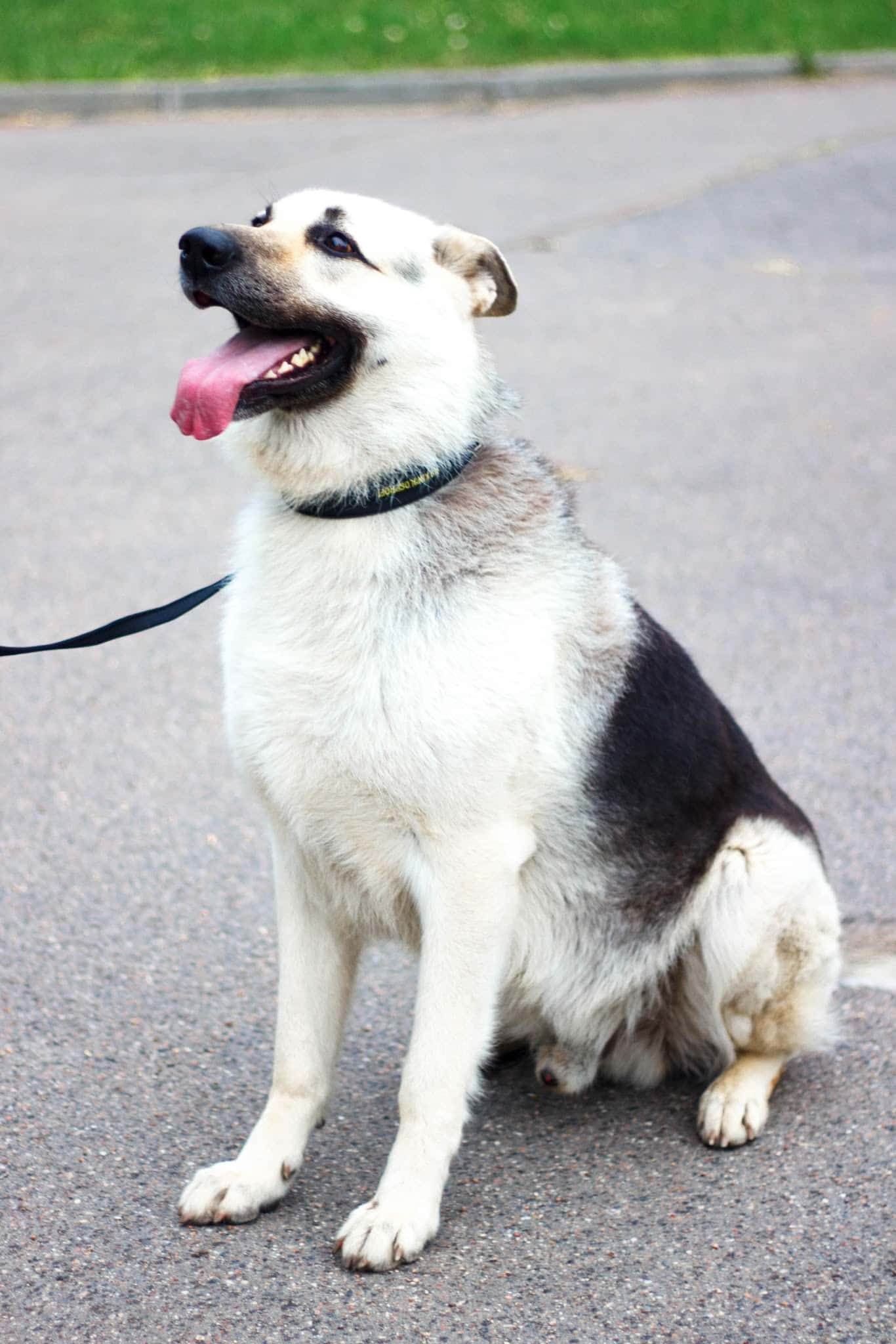 Jersey City Dog Walking - Jersey City, NJ