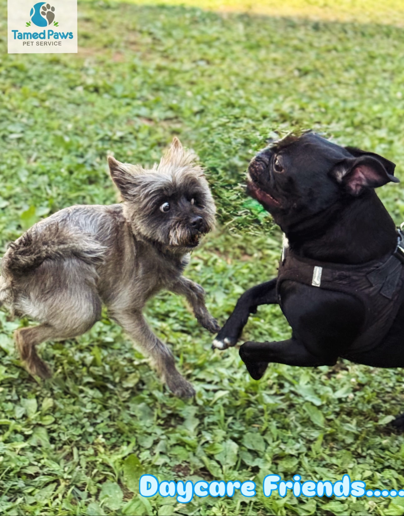 Tamed Paw's Dog Daycare and Dog Sitting - Jersey City, NJ