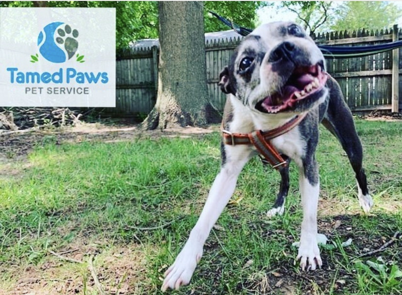 Tamed Paw's Dog Daycare and Dog Sitting - Jersey City, NJ