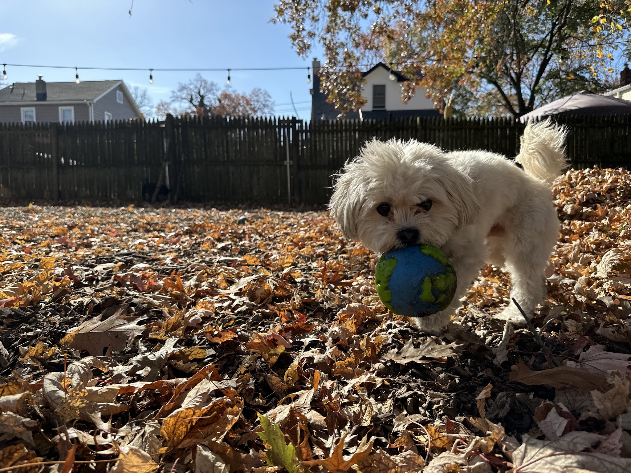 Tamed Paw's Dog Daycare and Dog Sitting - Jersey City, NJ