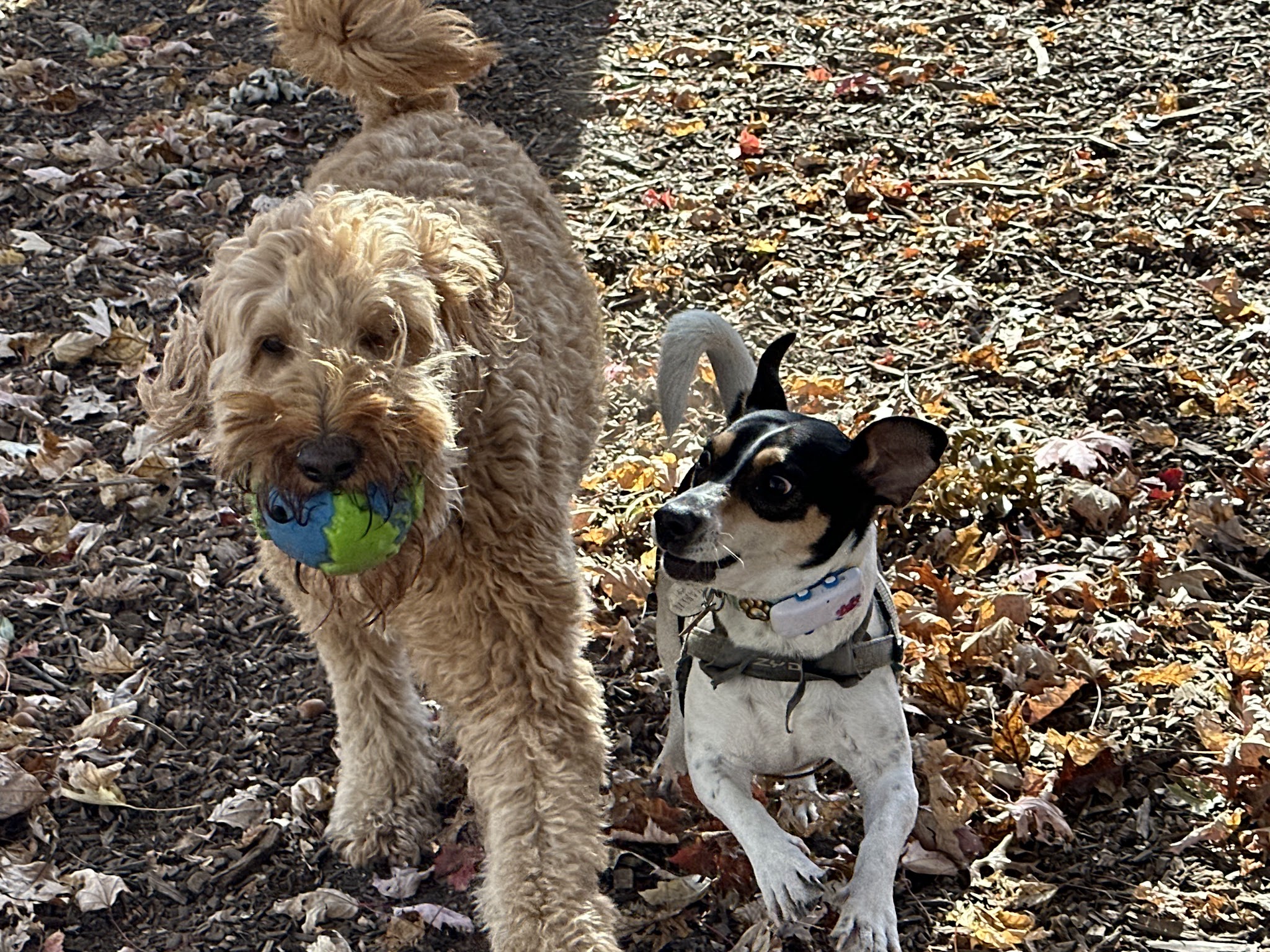 Tamed Paw's Dog Daycare and Dog Sitting - Jersey City, NJ