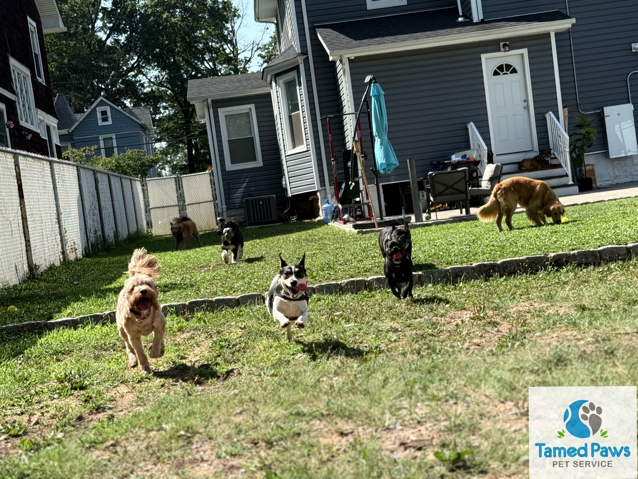 Tamed Paw's Dog Daycare and Dog Sitting - Jersey City, NJ