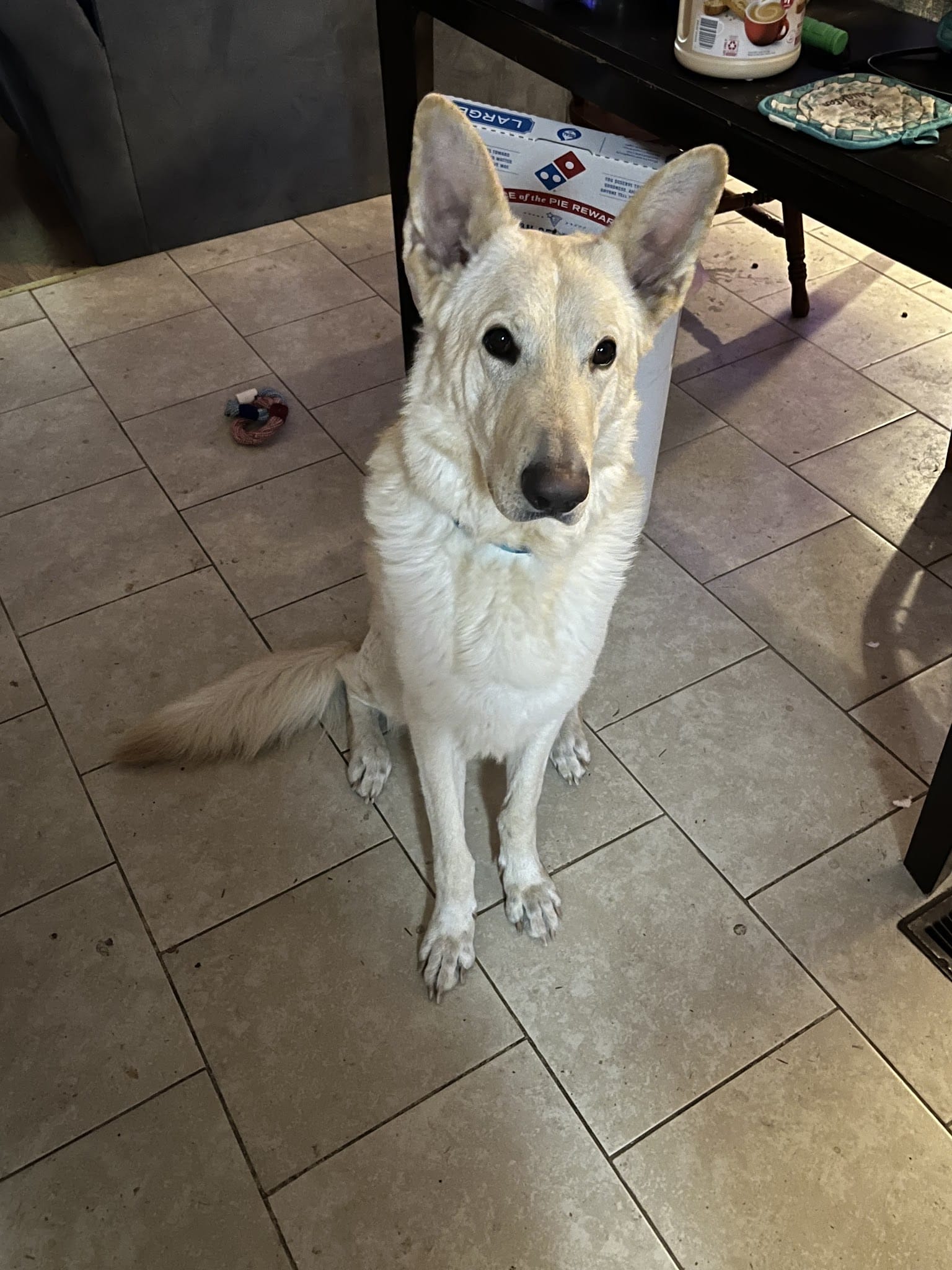 Jesup Dog Park - Small Dog Park - Jesup, GA