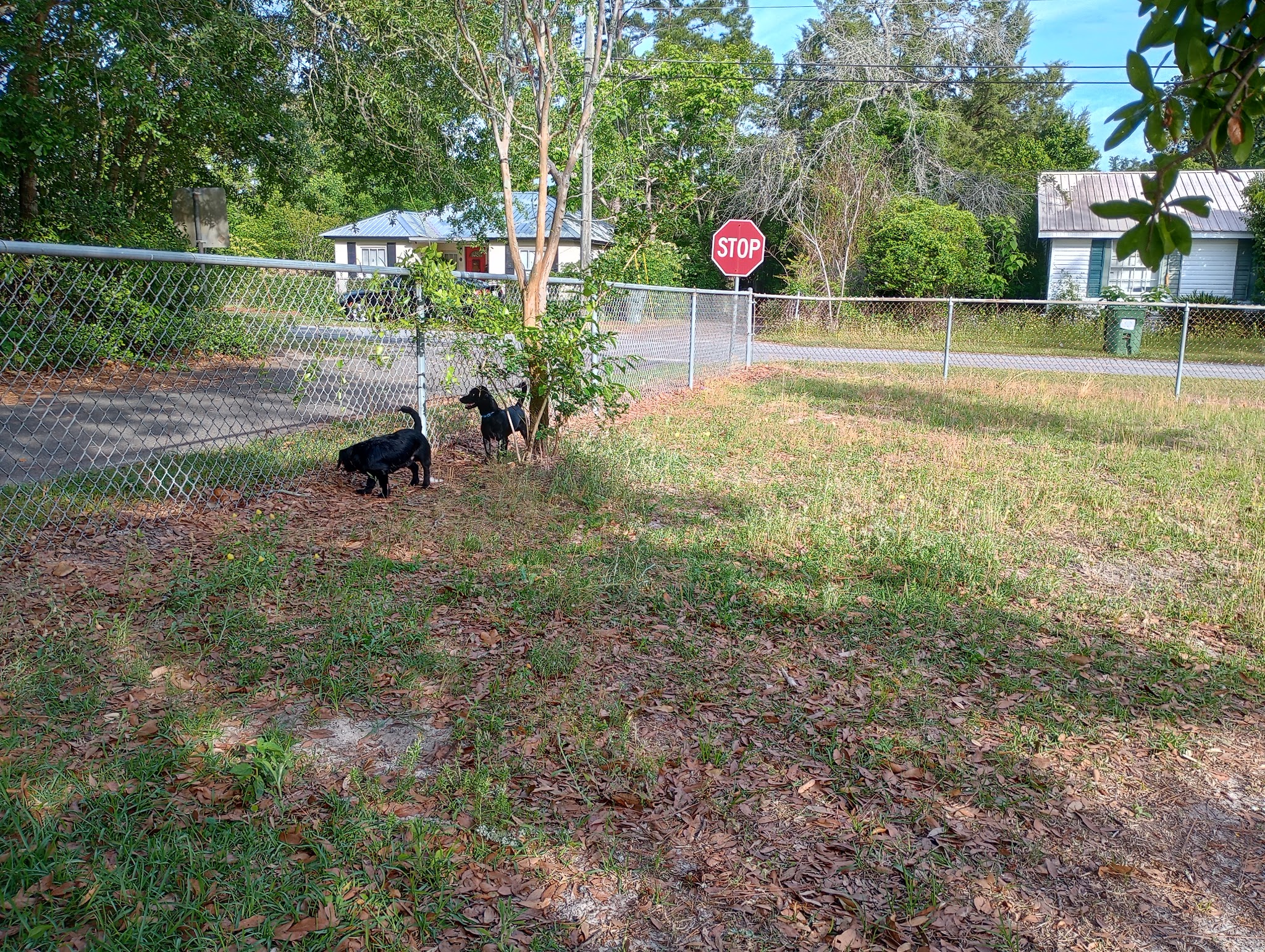 Jesup Dog Park - Small Dog Park - Jesup, GA
