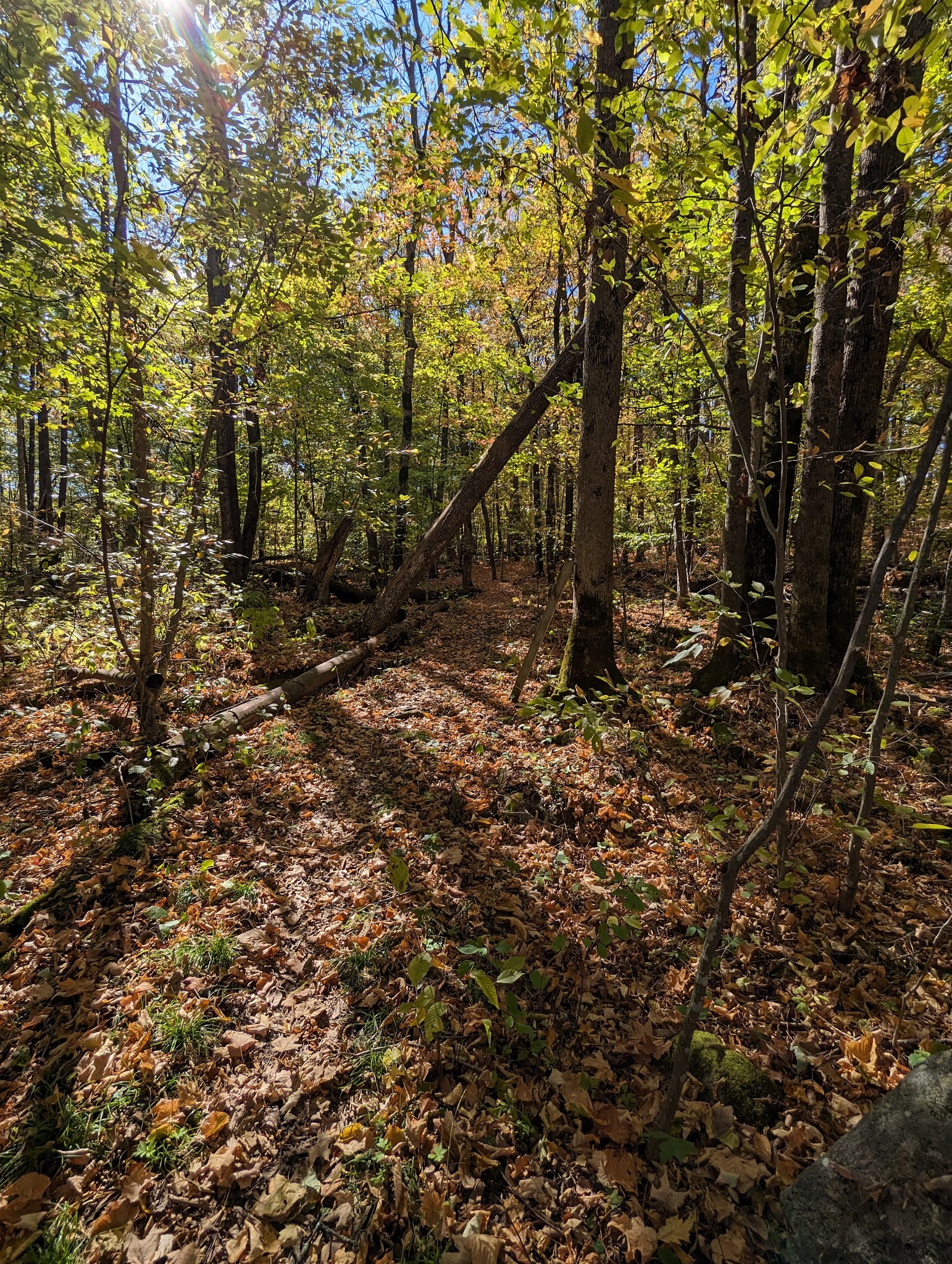 Wildflower Walking Trail - Jim Falls, WI
